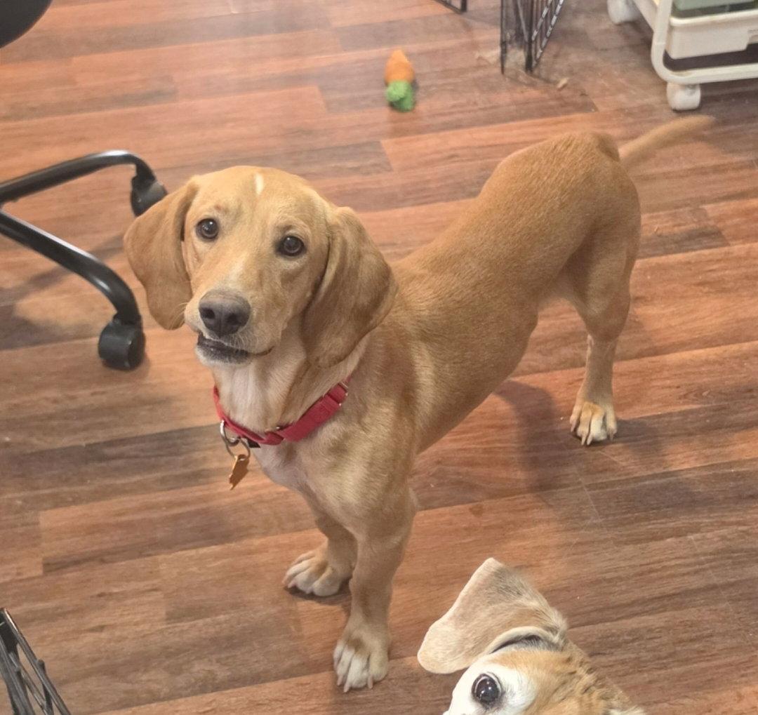 Quincy (Dodger), Adopted, Young Male Beagle.