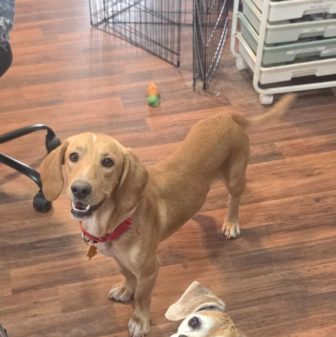 Enlarge Quincy (Dodger), a Adopted Beagle in Las Vegas, NV image 2/3