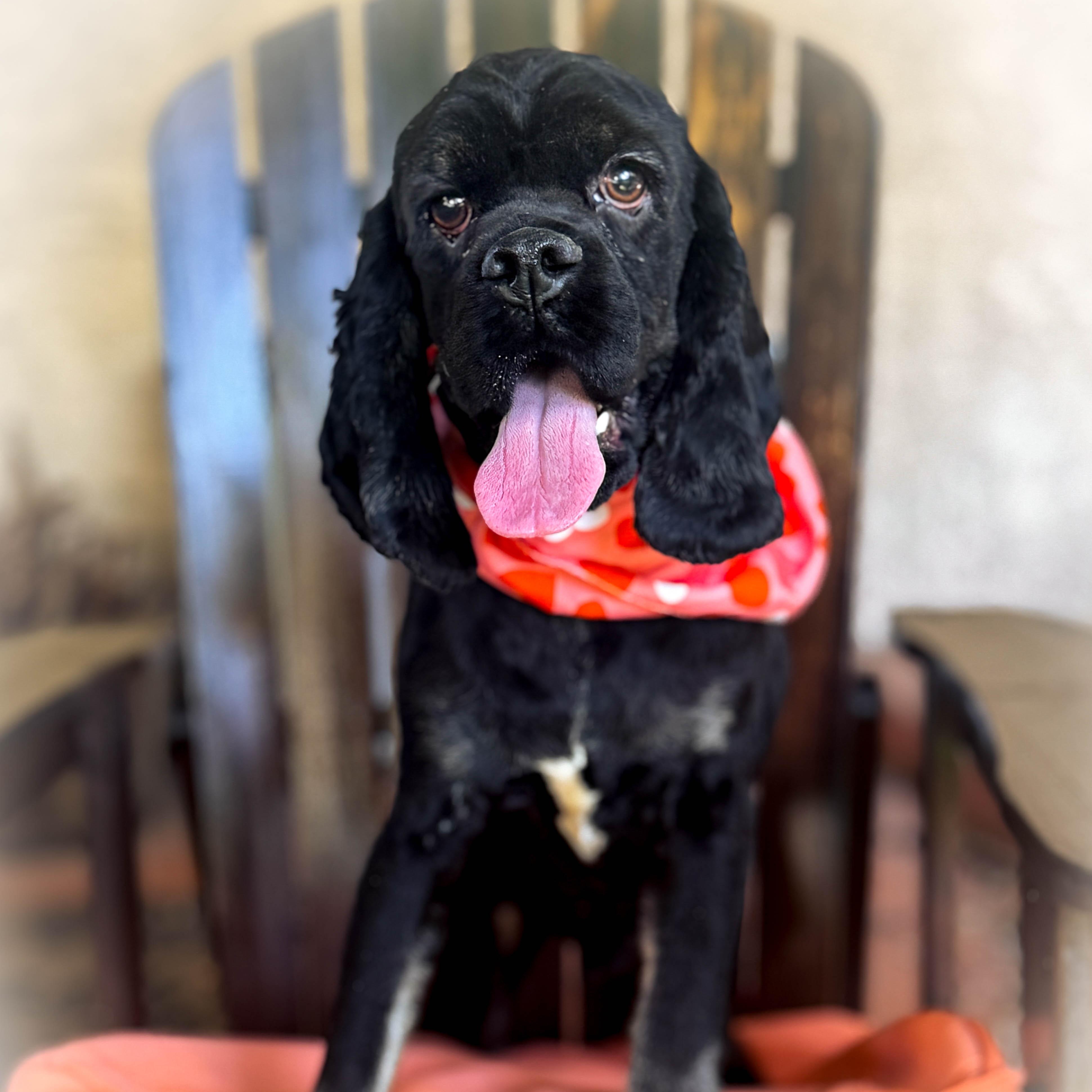 Pirate, ADOPTABLE, Young Male Cocker Spaniel.