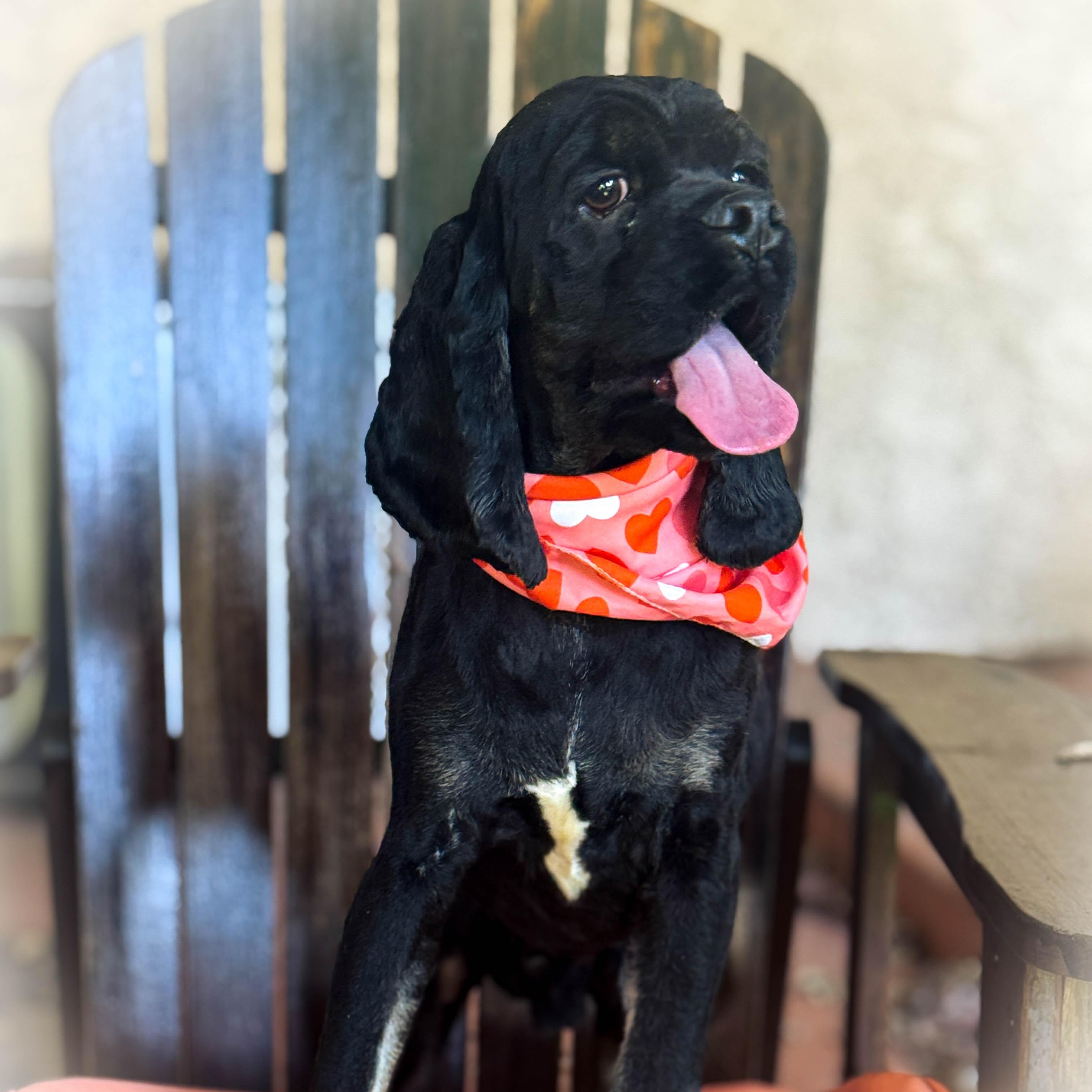 Enlarge Pirate, a ADOPTABLE Cocker Spaniel in Torrance, CA image 3/4