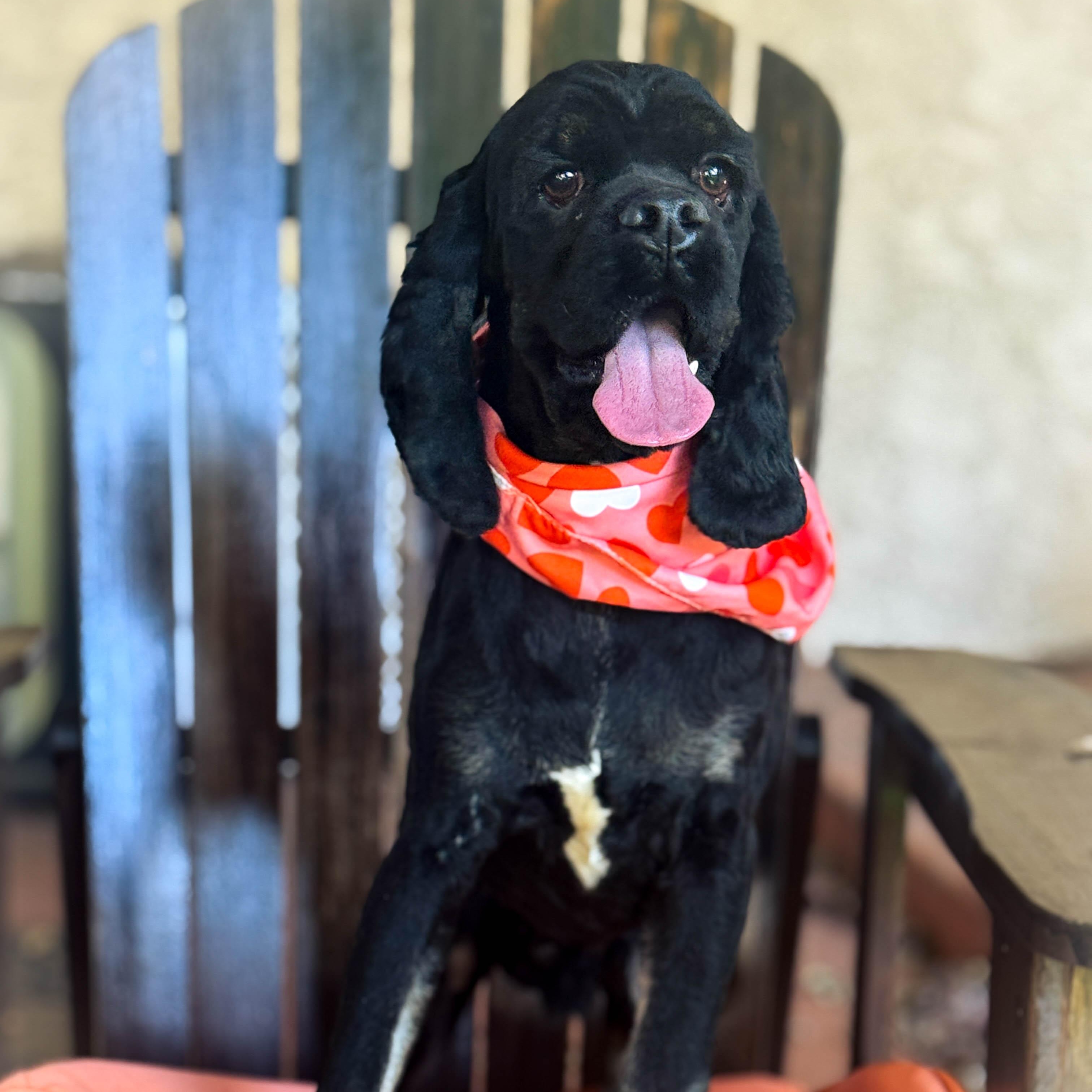 Enlarge Pirate, a ADOPTABLE Cocker Spaniel in Torrance, CA image 4/4