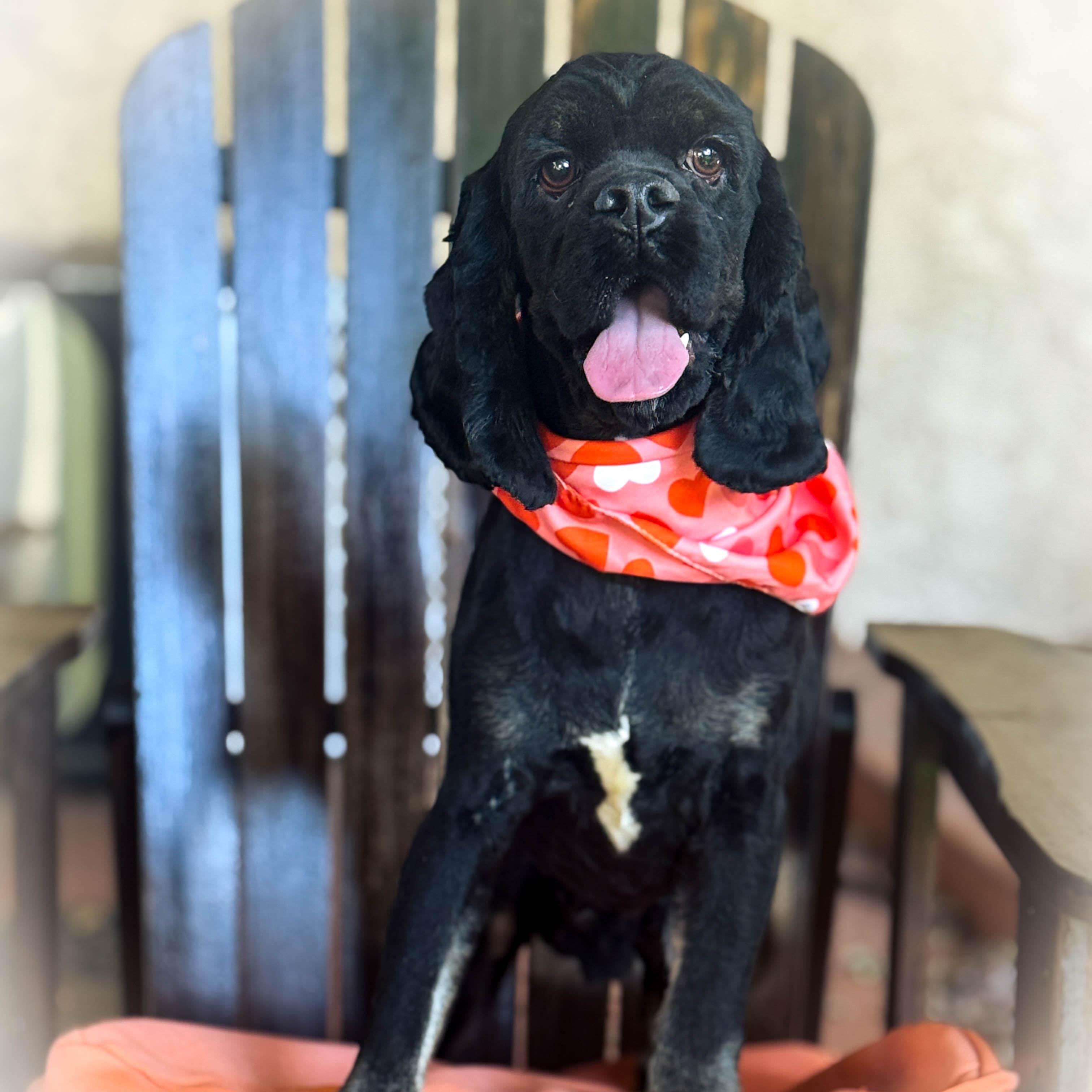 Enlarge Pirate, a ADOPTABLE Cocker Spaniel in Torrance, CA image 2/4