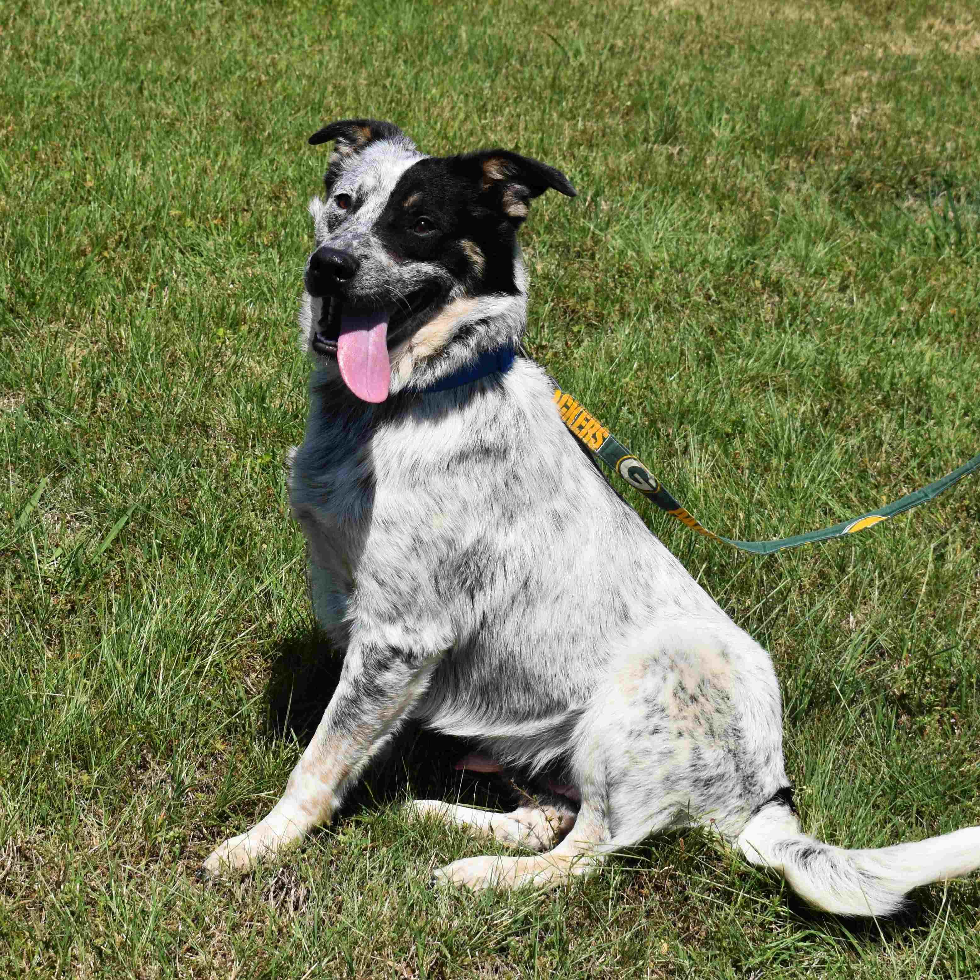Winston, a ADOPTABLE mixed breed in Searcy, AR image 6/6