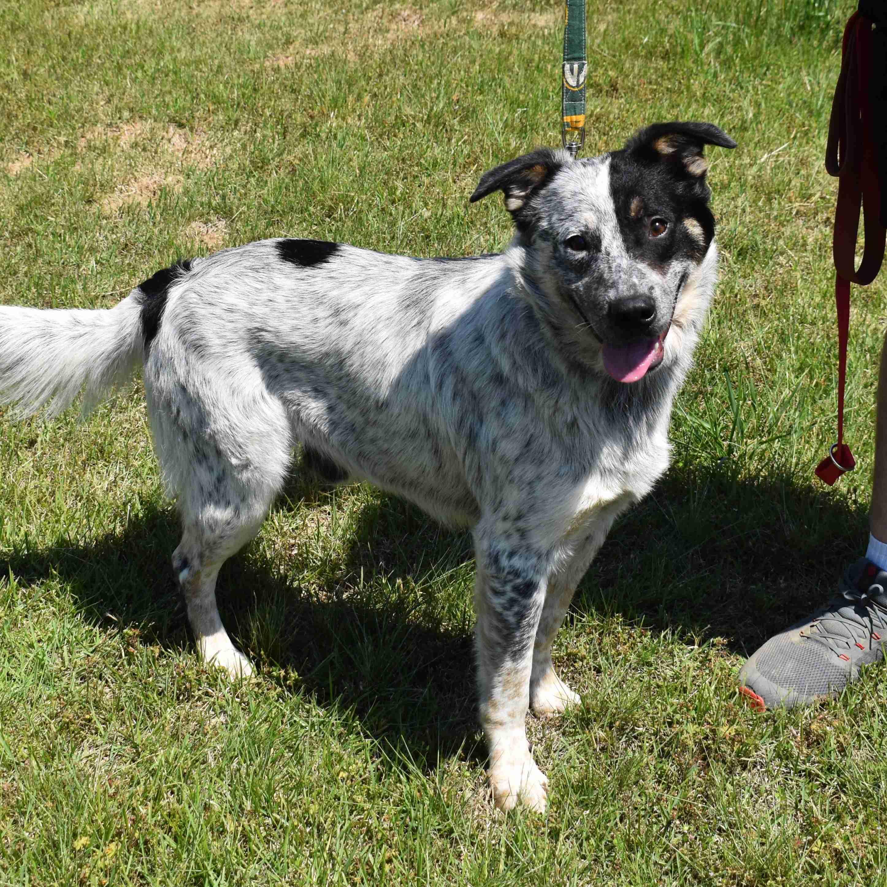 Winston, a ADOPTABLE mixed breed in Searcy, AR image 5/6