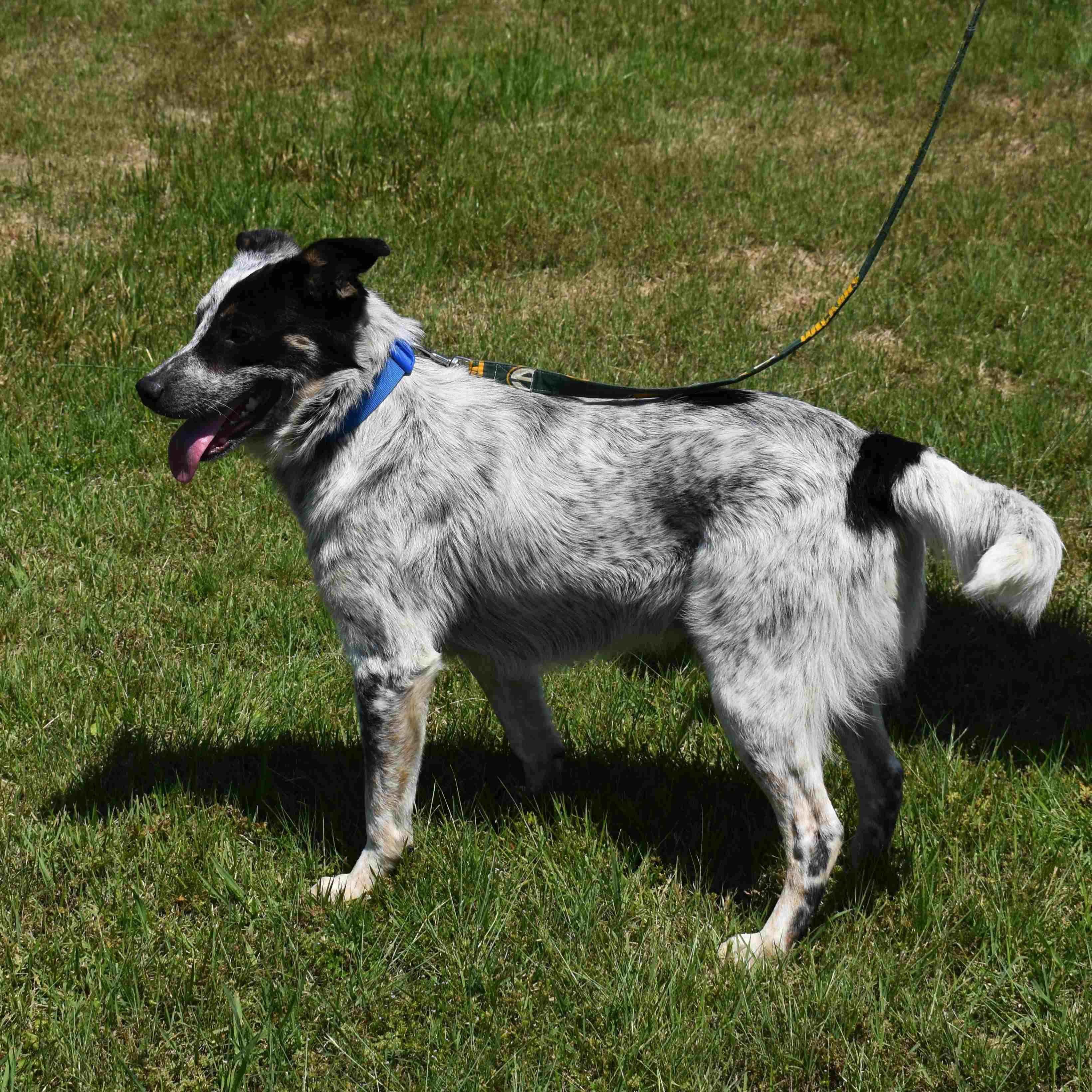 Winston, a ADOPTABLE mixed breed in Searcy, AR image 3/6