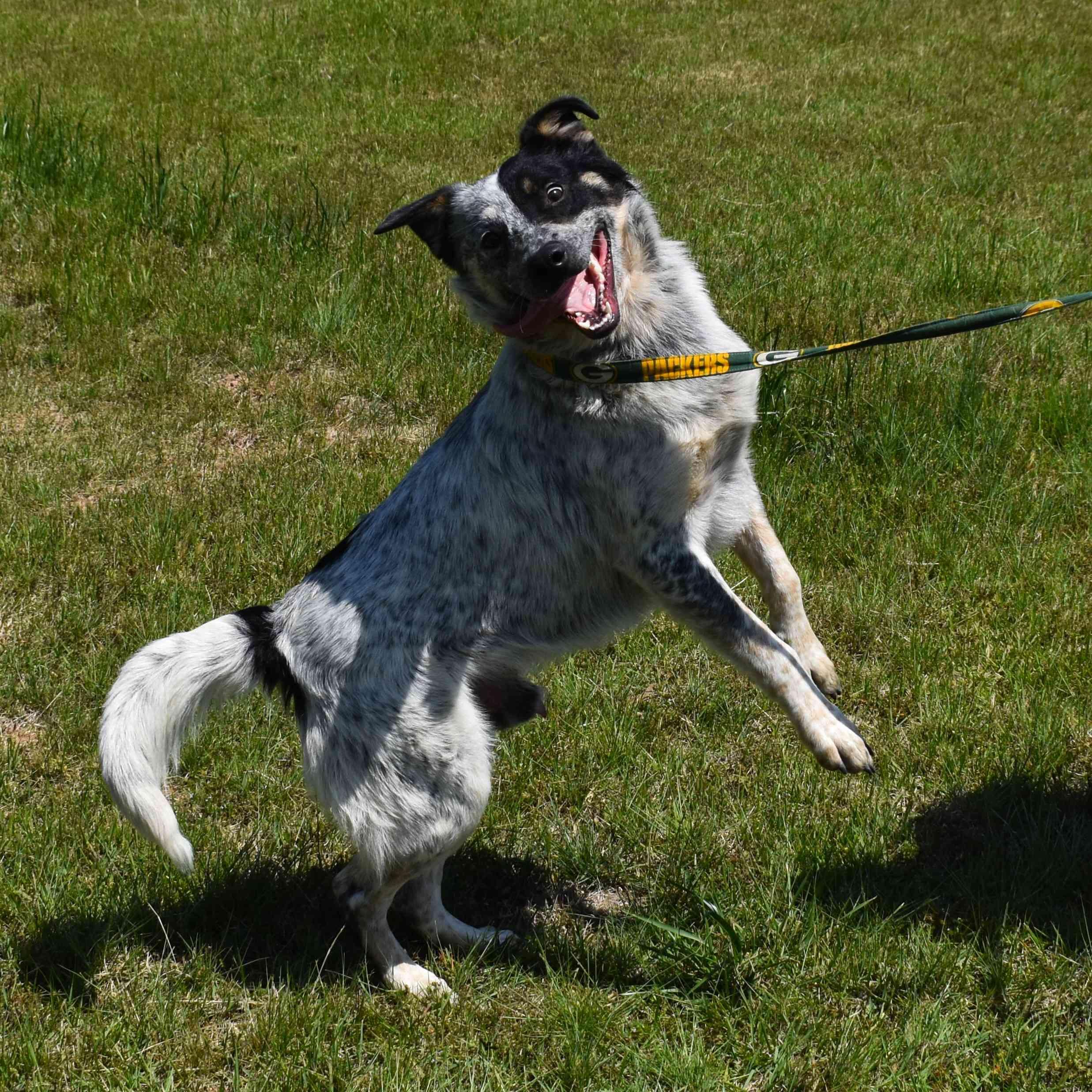 Winston, ADOPTABLE, Adult Male Australian Cattle Dog / Blue Heeler.