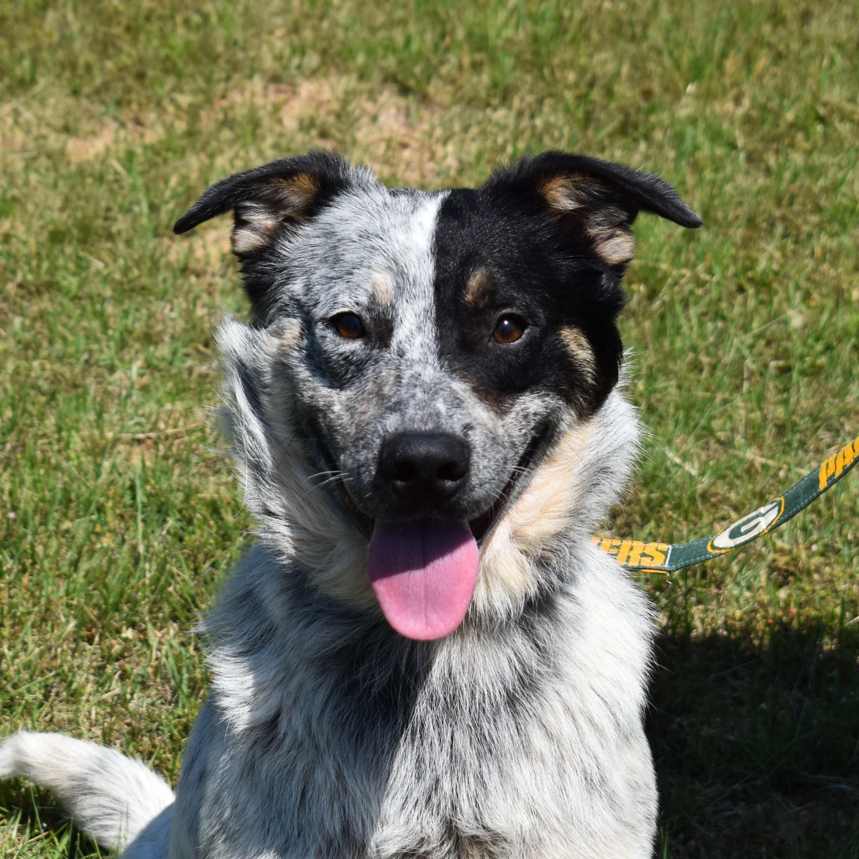 Winston, a ADOPTABLE mixed breed in Searcy, AR image 4/6