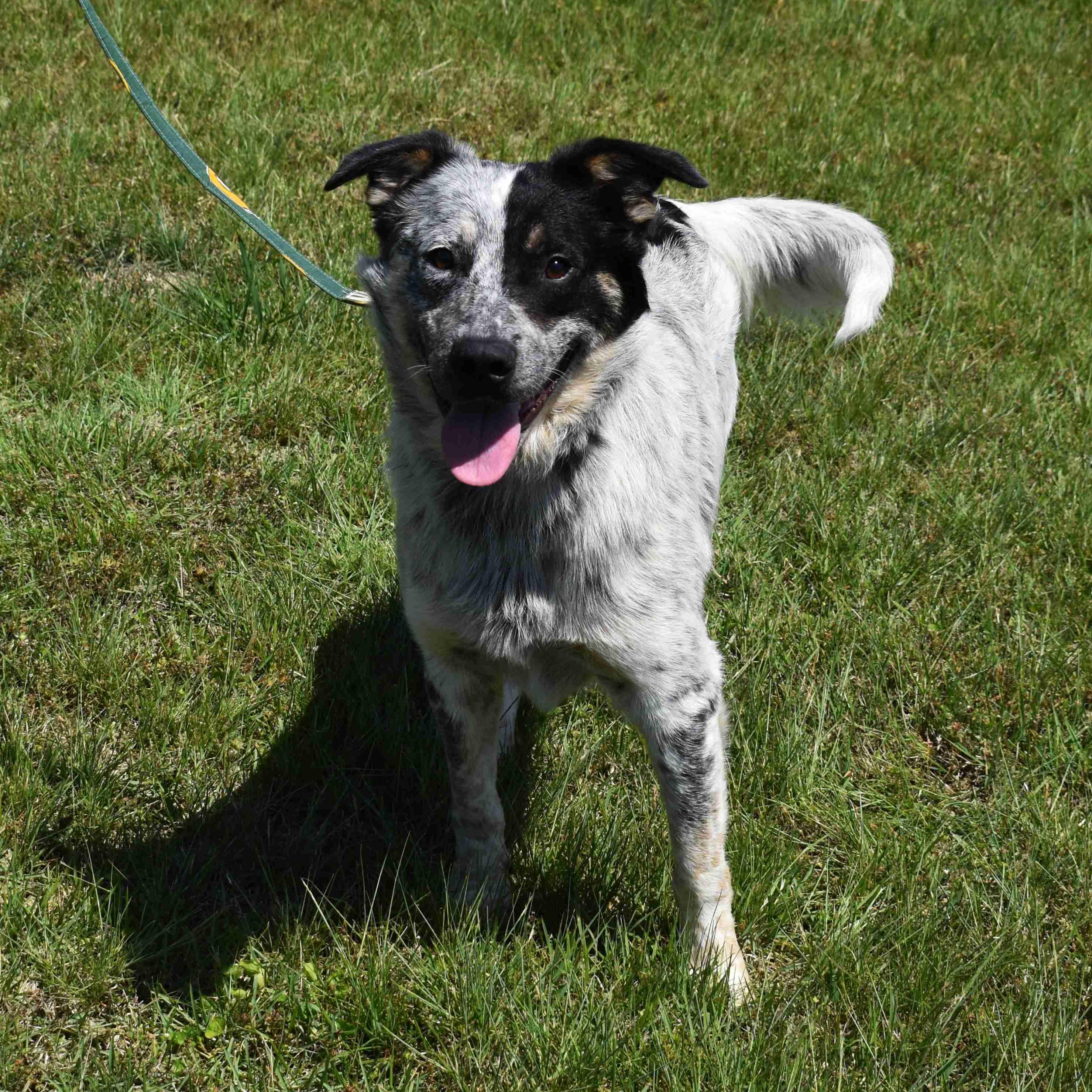 Winston, a ADOPTABLE mixed breed in Searcy, AR image 2/6