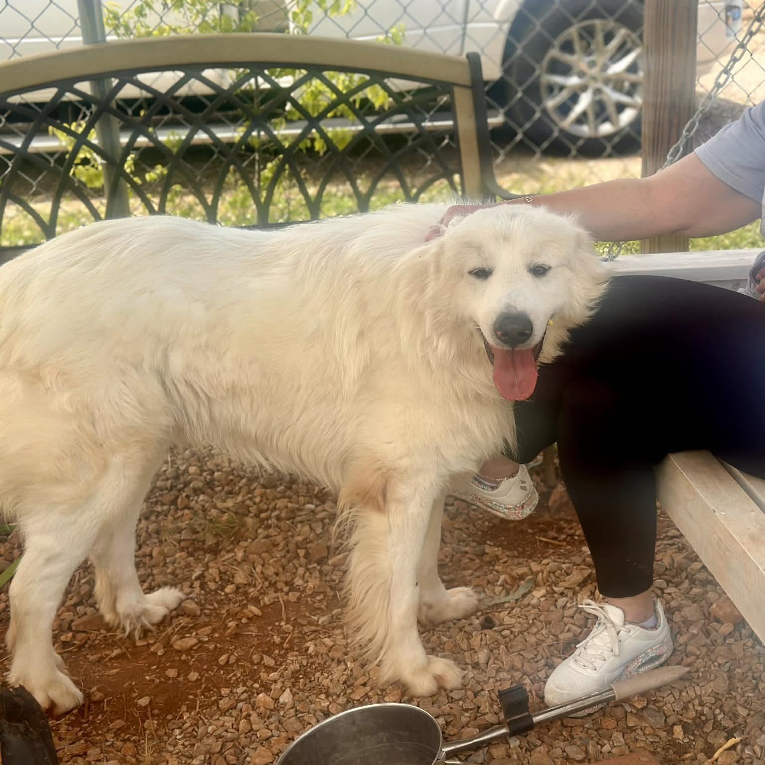 CJ, a ADOPTABLE mixed breed in Hopkinton, MA image 6/6