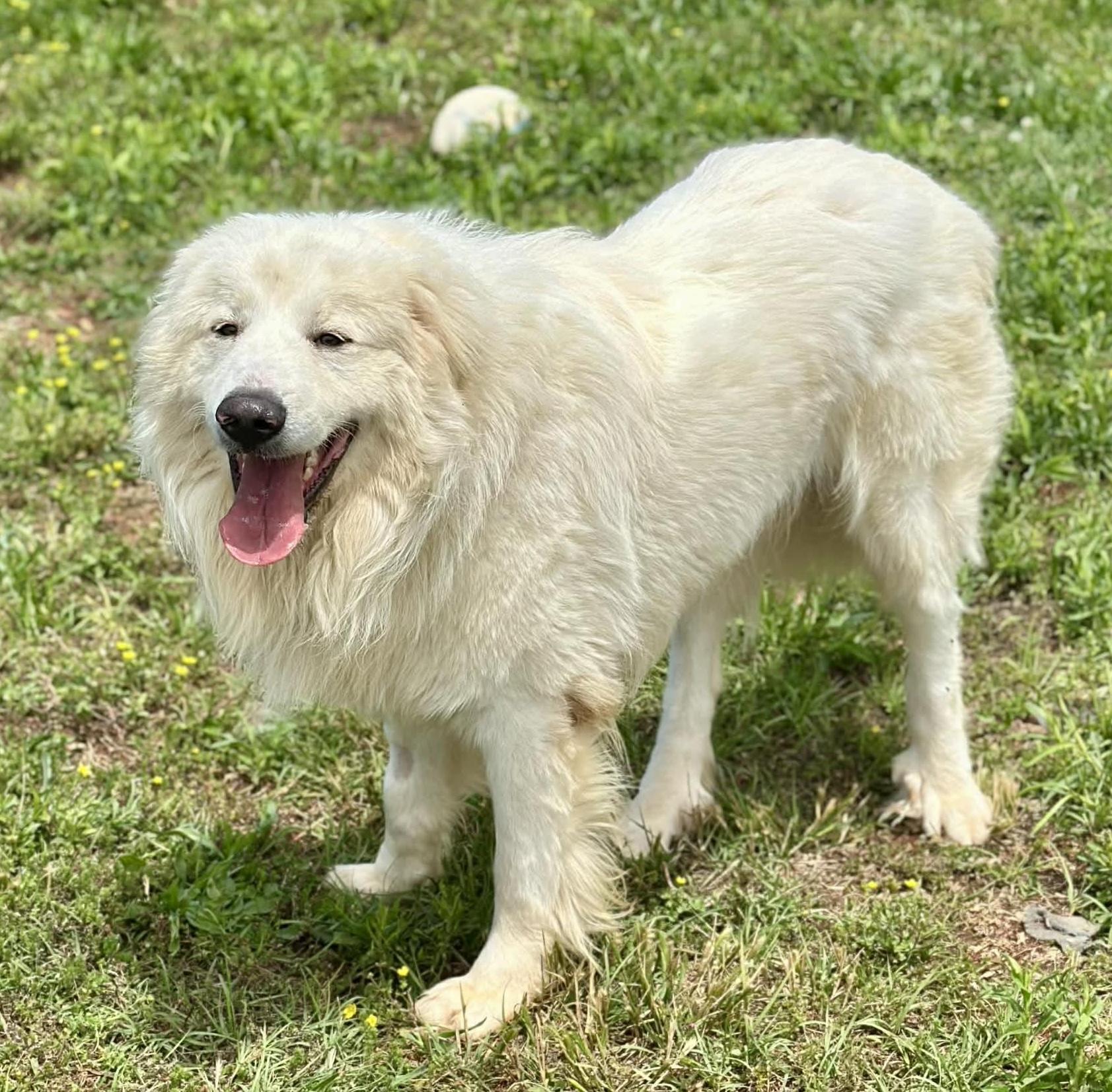 CJ, ADOPTABLE, Young Male Great Pyrenees.