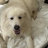 CJ, a ADOPTABLE mixed breed in Hopkinton, MA image 3/6