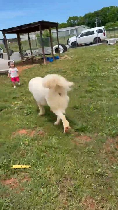 Enlarge CJ, a ADOPTABLE mixed breed in Hopkinton, MA video 5/6