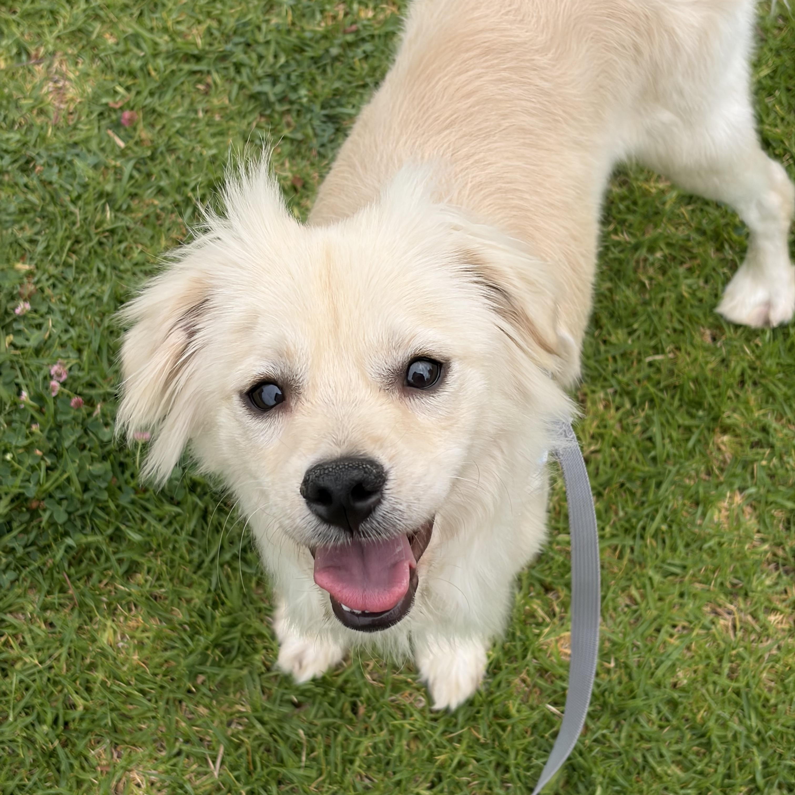 Brad, a ADOPTABLE mixed breed in Corona, CA image 1/5