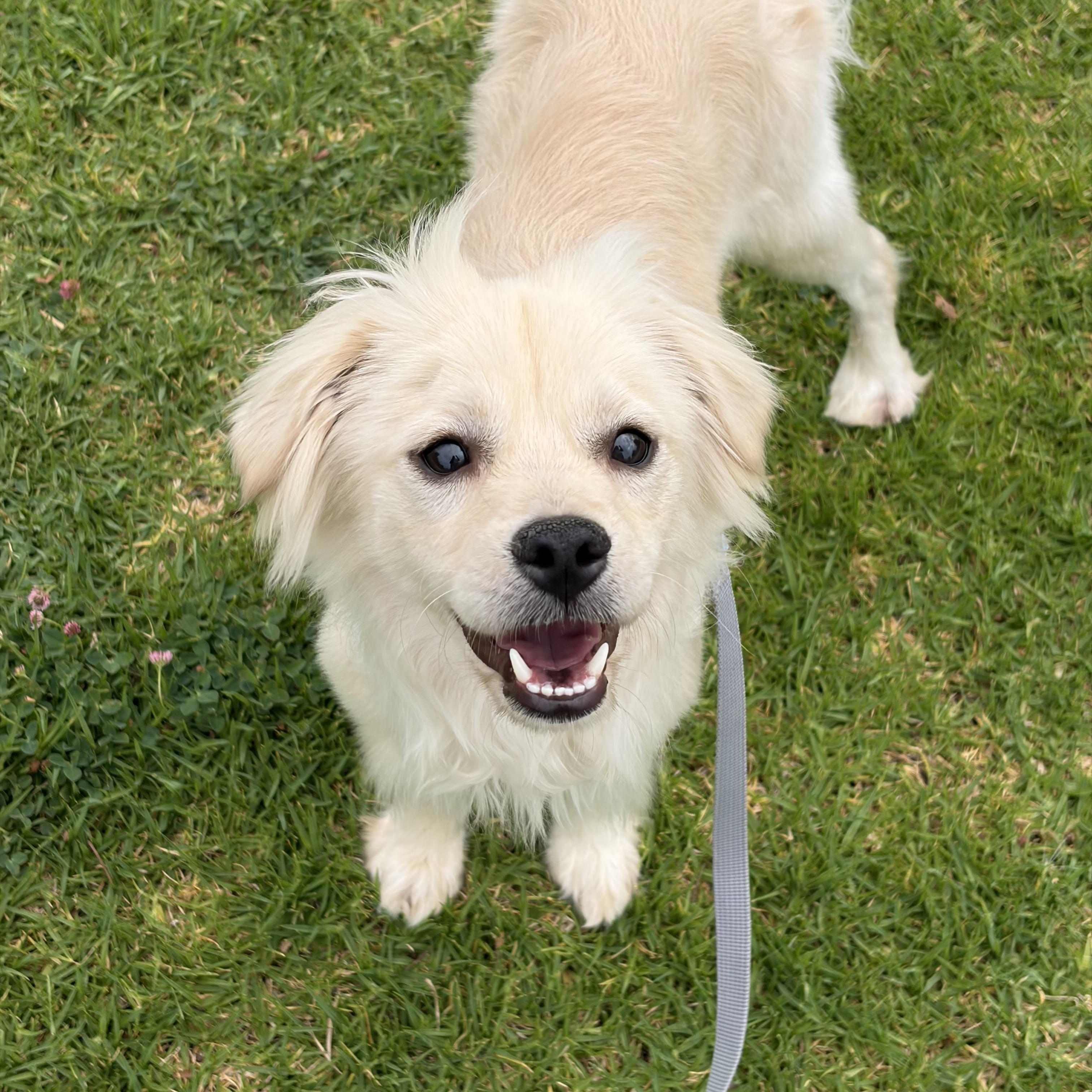 Brad, a ADOPTABLE mixed breed in Corona, CA image 2/5