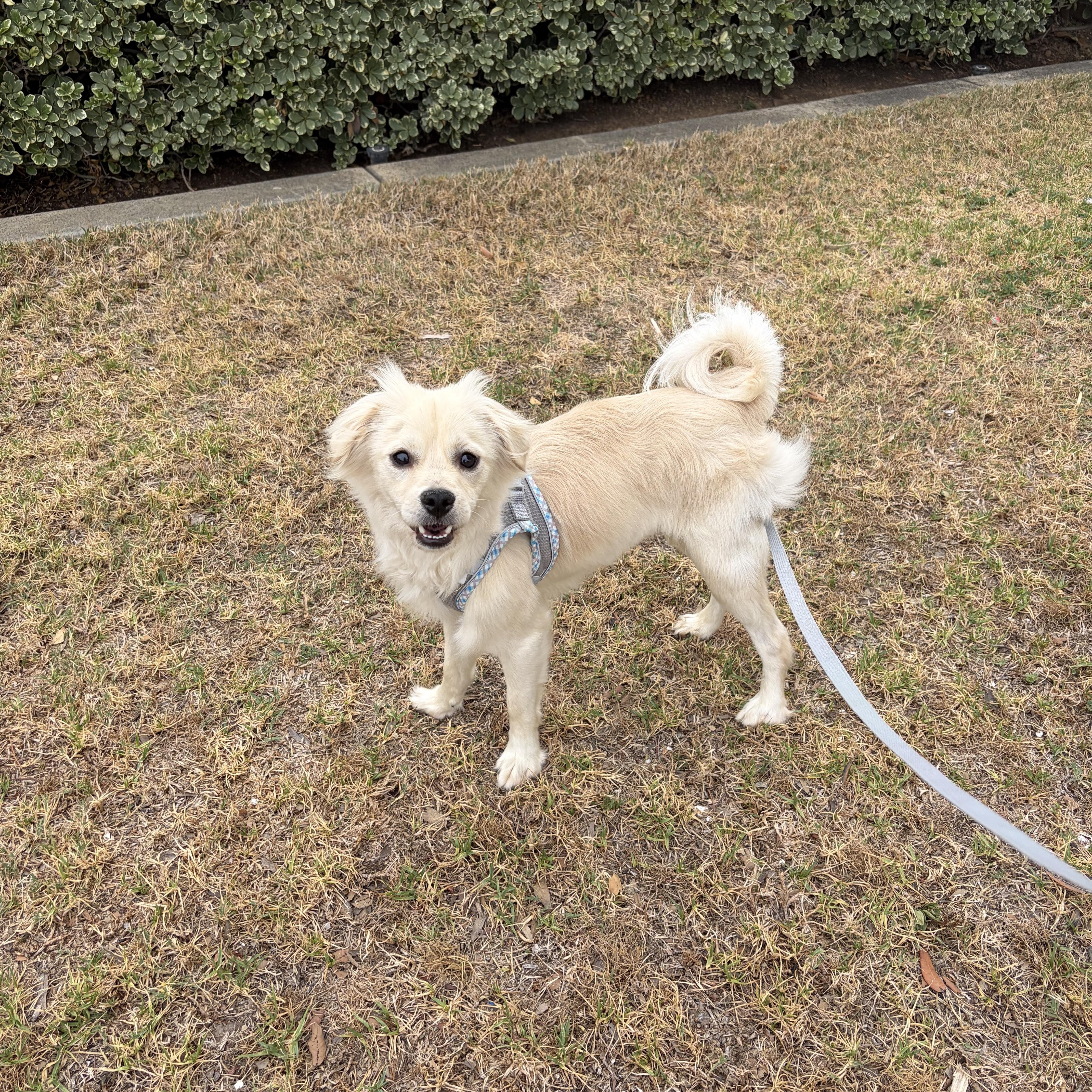 Brad, a ADOPTABLE mixed breed in Corona, CA image 5/5