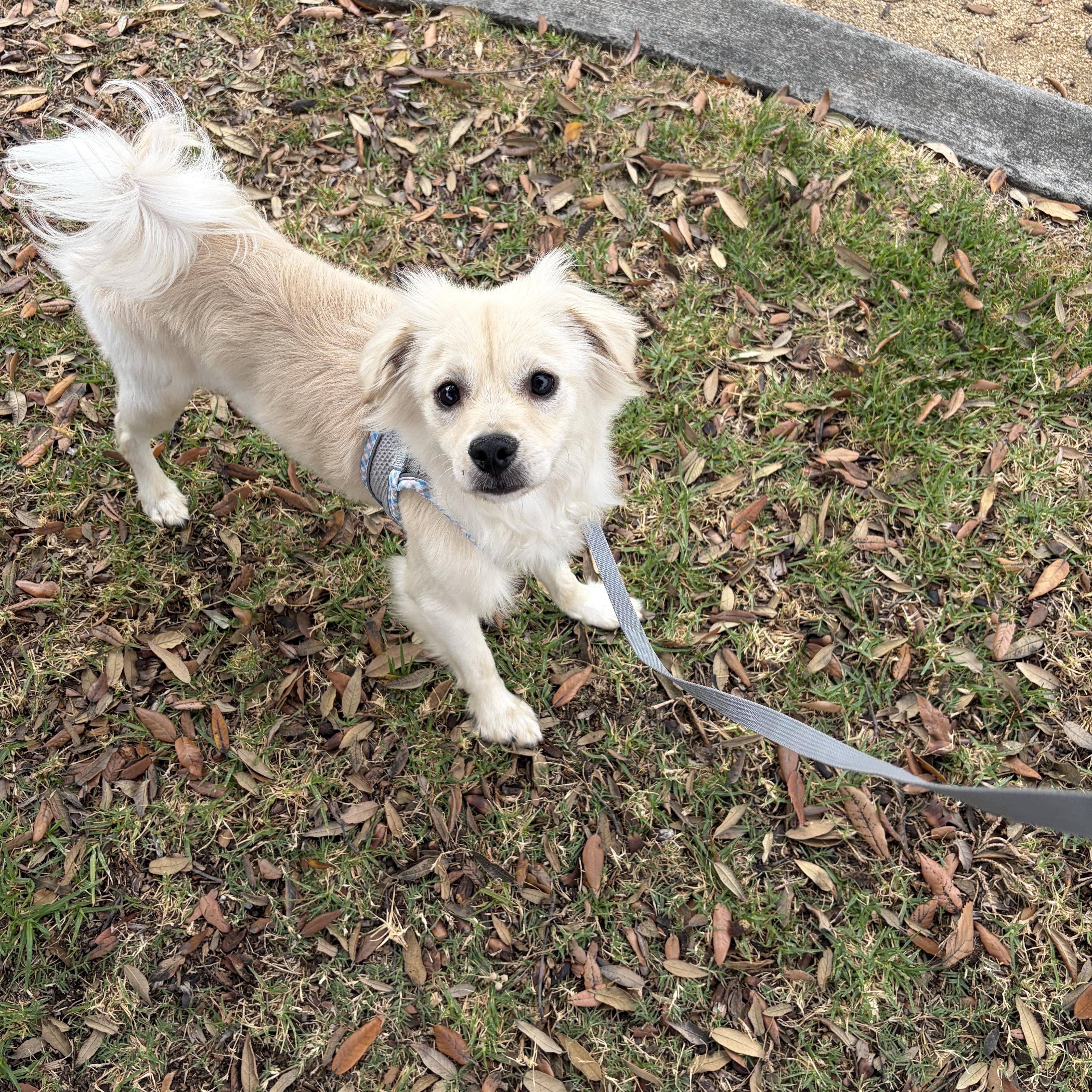 Brad, a ADOPTABLE mixed breed in Corona, CA image 3/5