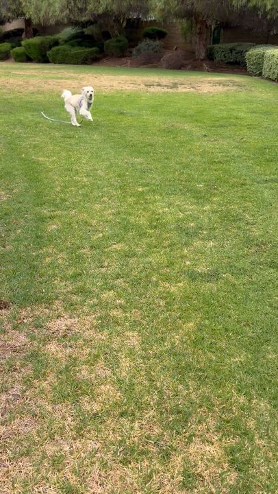 Enlarge Brad, a ADOPTABLE mixed breed in Corona, CA video 4/5