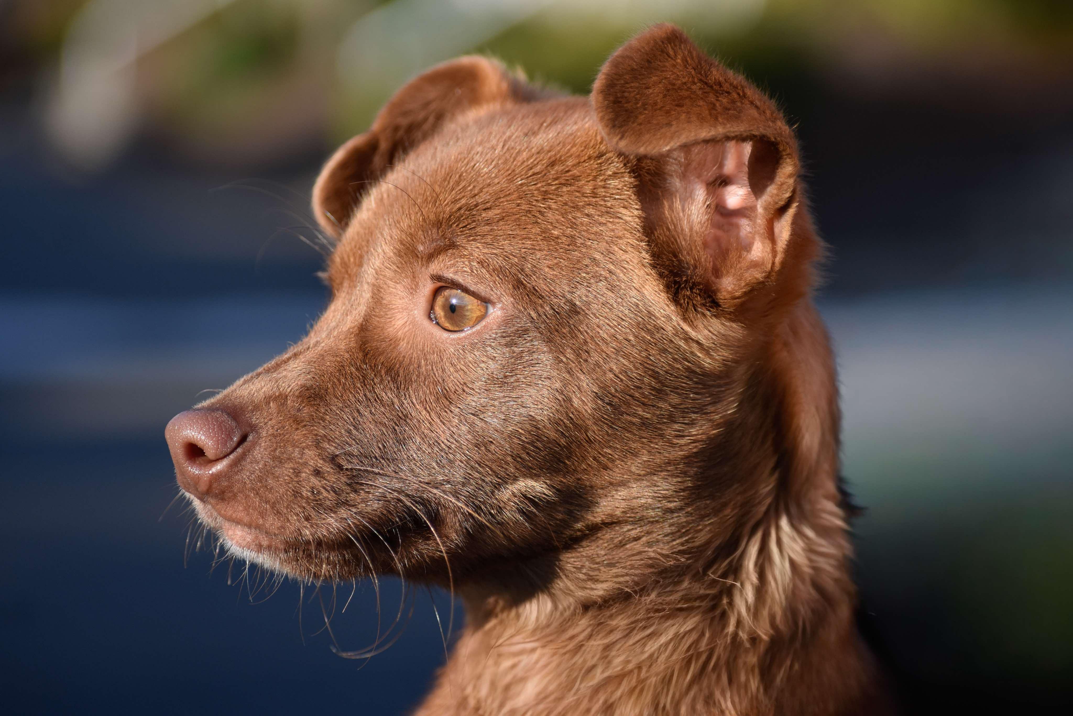 Finley, a ADOPTABLE Chiweenie in Vancouver, WA image 2/4