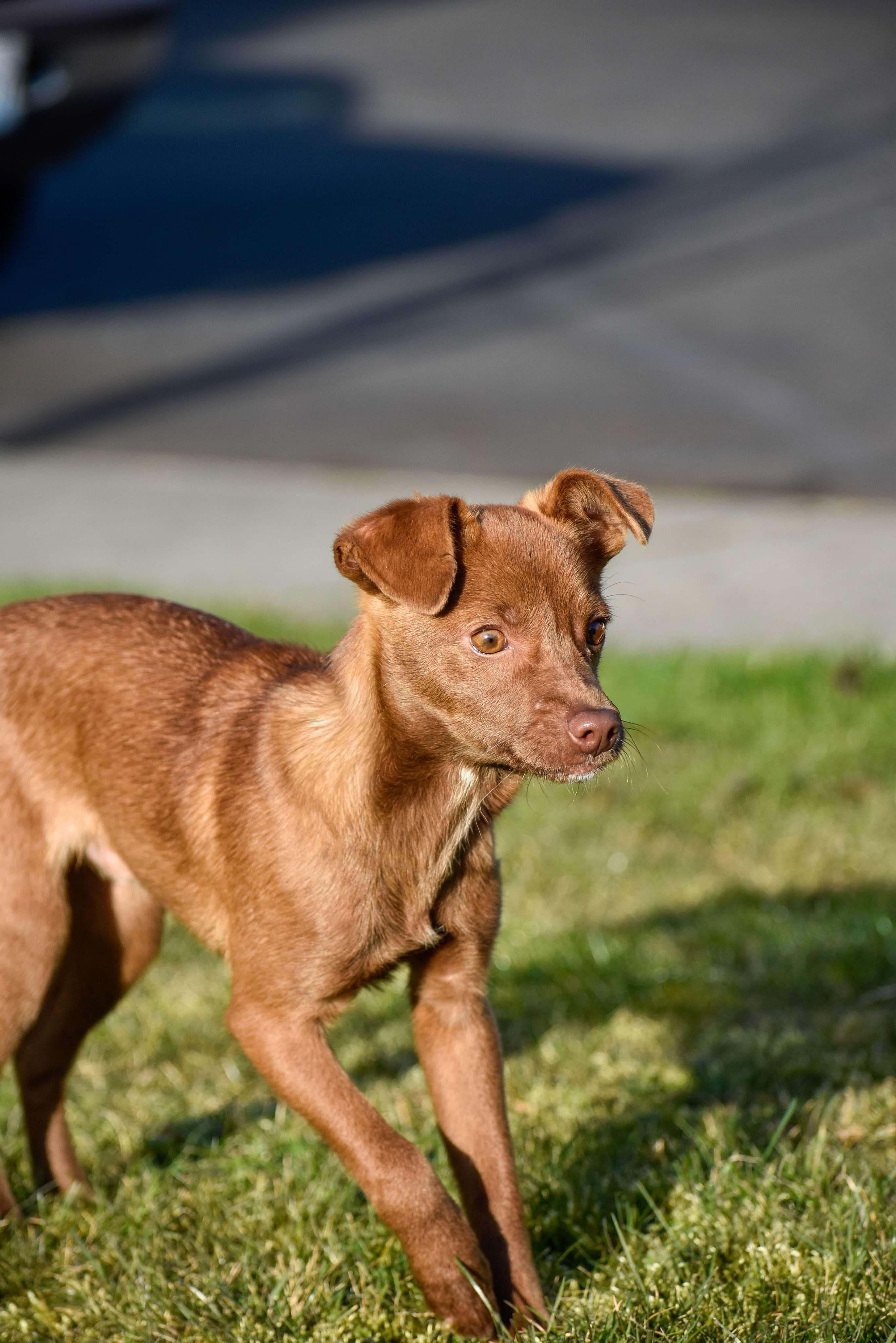 Finley, a ADOPTABLE Chiweenie in Vancouver, WA image 3/4