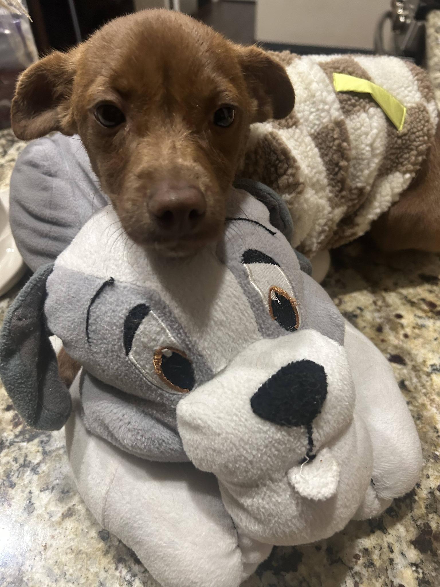 Finley, ADOPTABLE, Puppy Male Chiweenie.