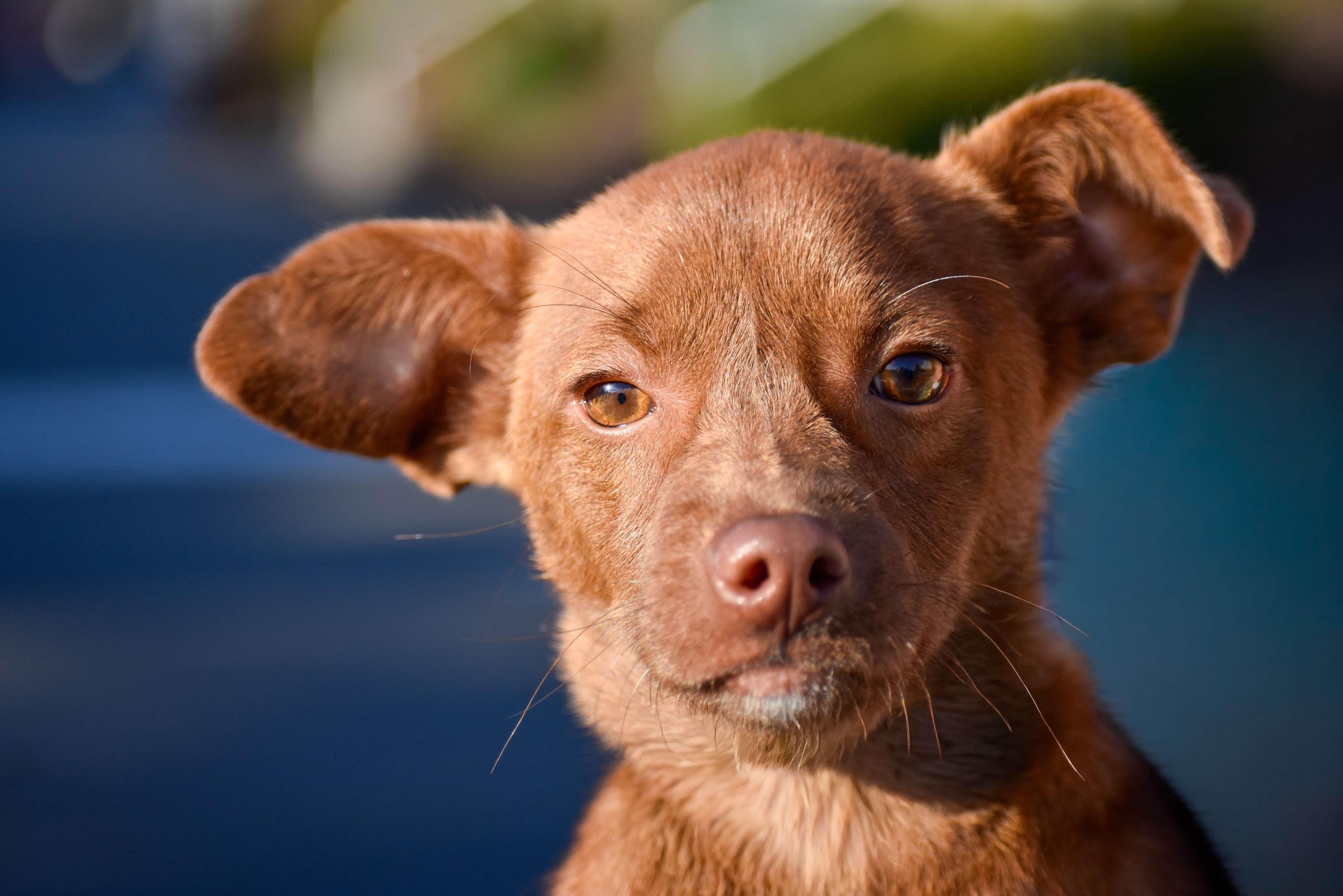 Finley, a ADOPTABLE Chiweenie in Vancouver, WA image 4/4