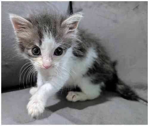 Annie Oakley, a Adoptable Domestic Medium Hair in Oak Ridge, TN image 1/3
