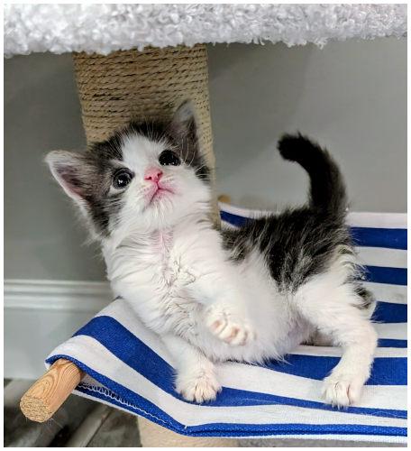 Annie Oakley, a Adoptable Domestic Medium Hair in Oak Ridge, TN image 2/3