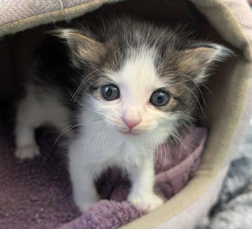 Annie Oakley, a Adoptable Domestic Medium Hair in Oak Ridge, TN image 3/3
