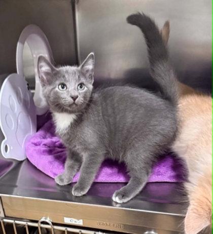 Thomas, a Adoptable Domestic Medium Hair in Bishop, GA image 2/3