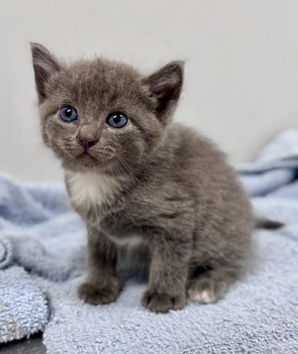 Thomas, a Adoptable Domestic Medium Hair in Bishop, GA image 3/3