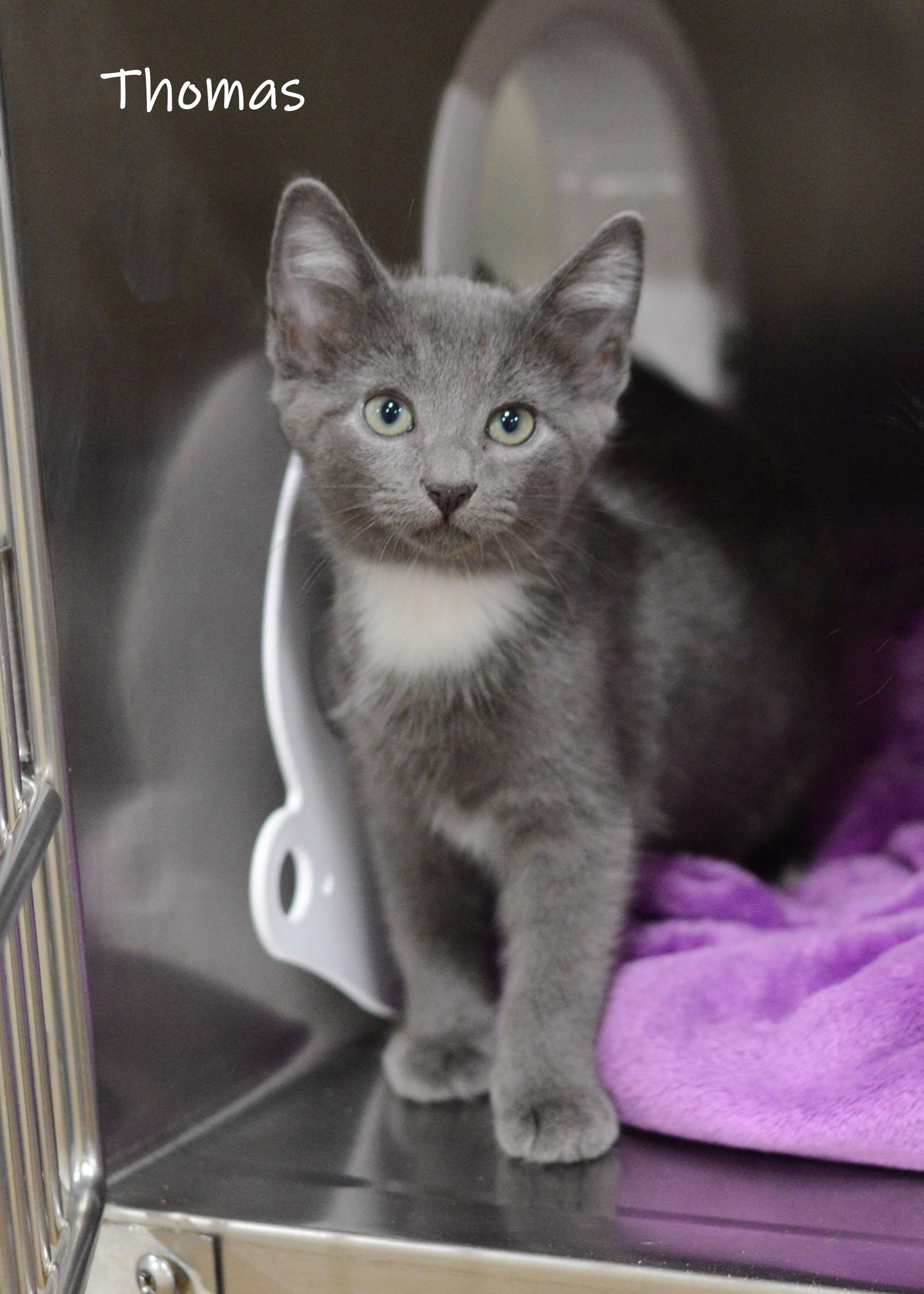 Thomas, Adoptable, Kitten Male Domestic Medium Hair.