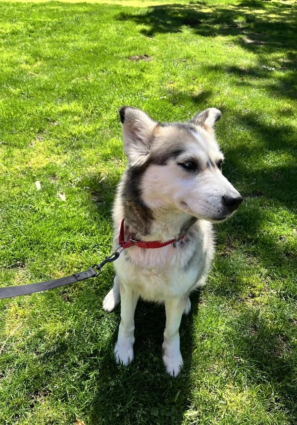 Eleanor, Adoptable, Adult Female Siberian Husky.