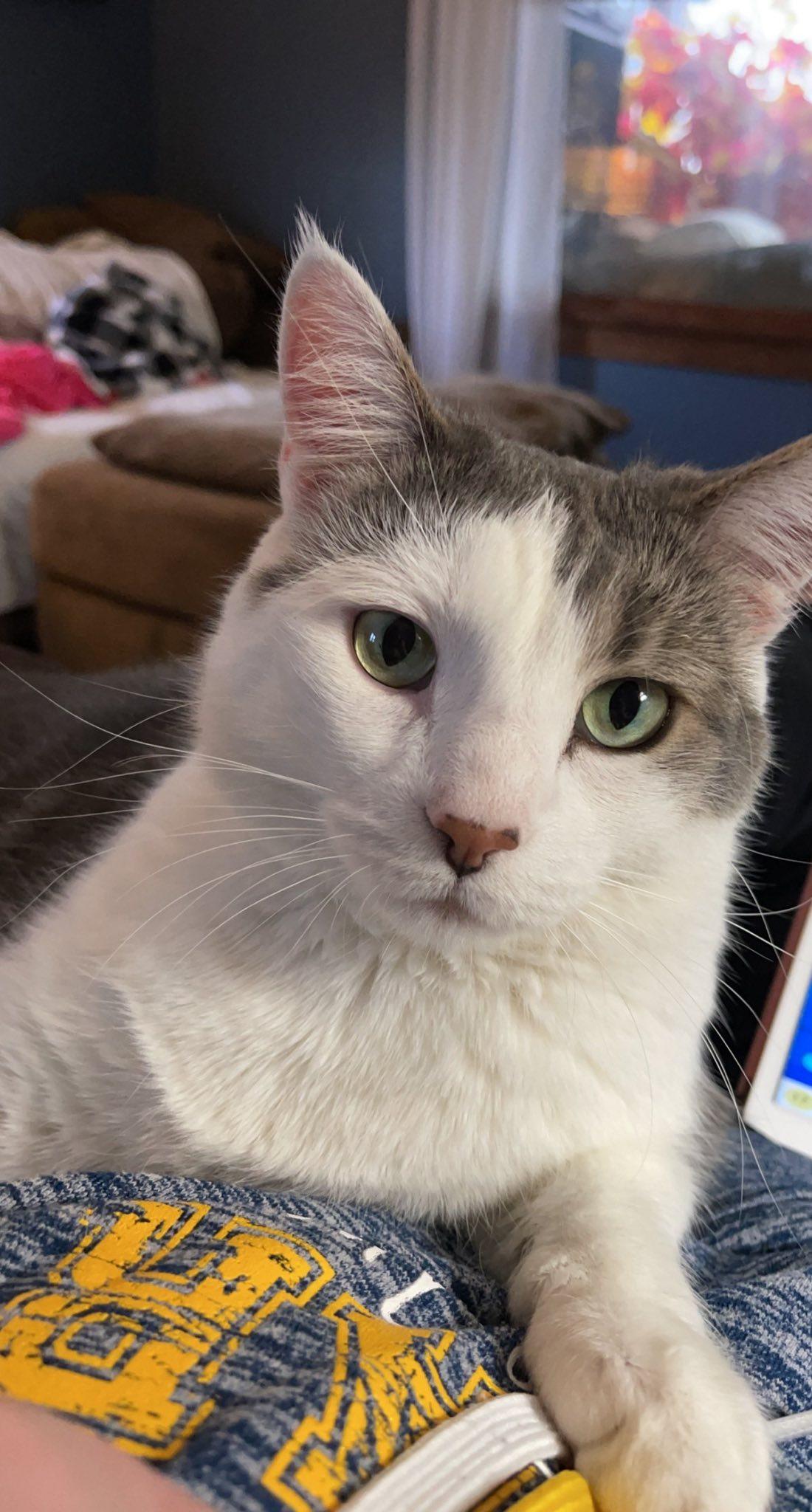 Senshi, a Adoptable Domestic Short Hair in Woodville , WI image 2/6