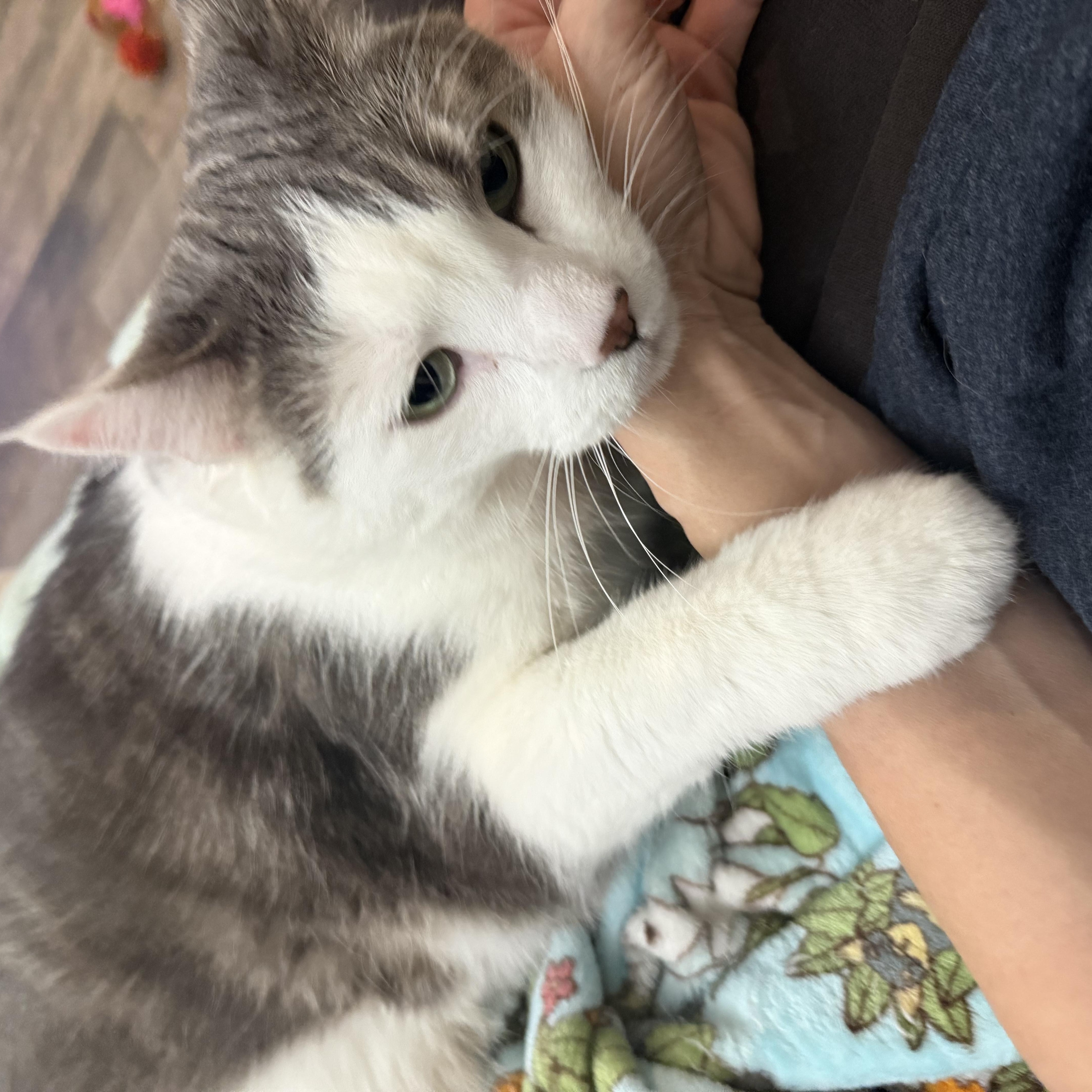 Senshi, a Adoptable Domestic Short Hair in Woodville , WI image 4/6