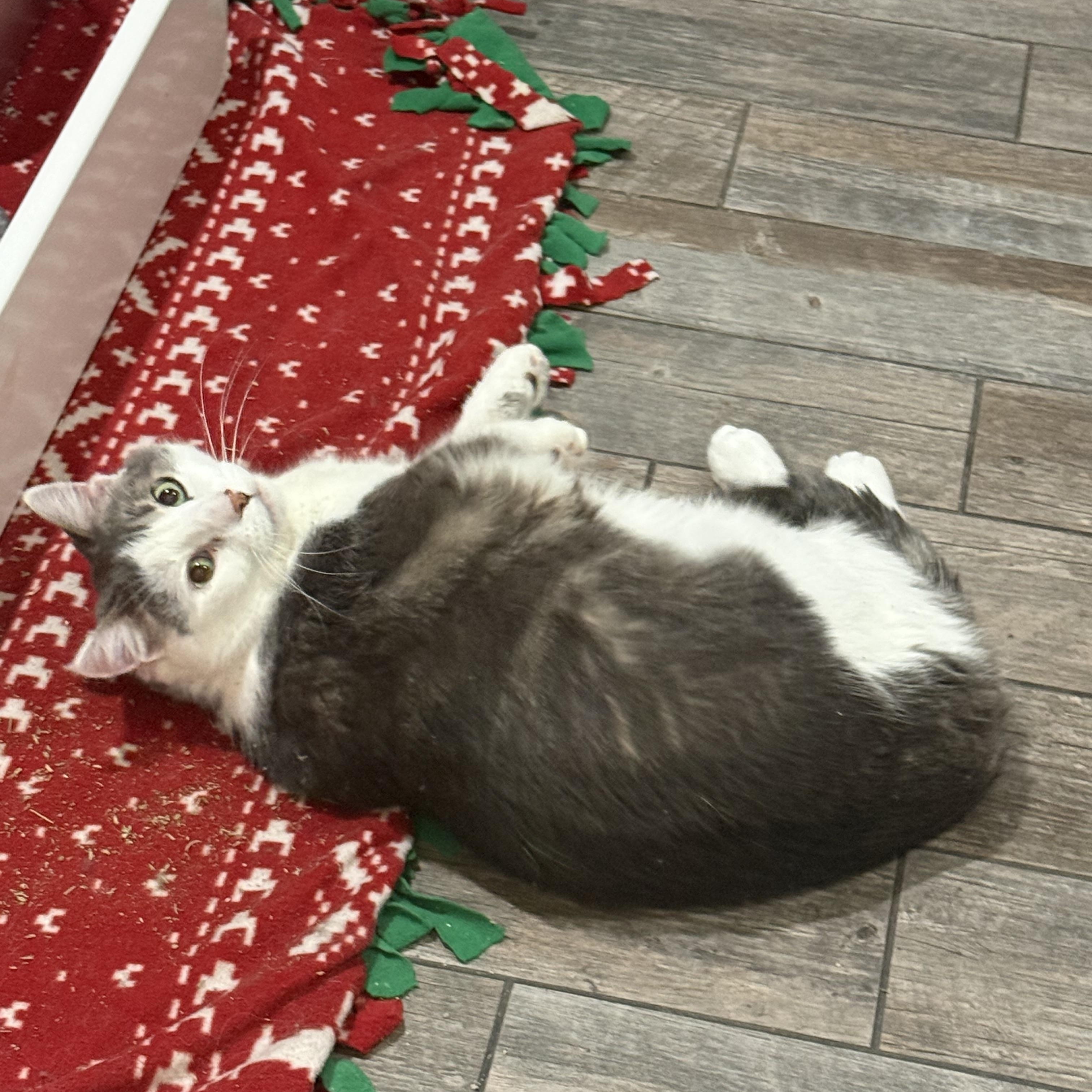 Senshi, a Adoptable Domestic Short Hair in Woodville , WI image 6/6