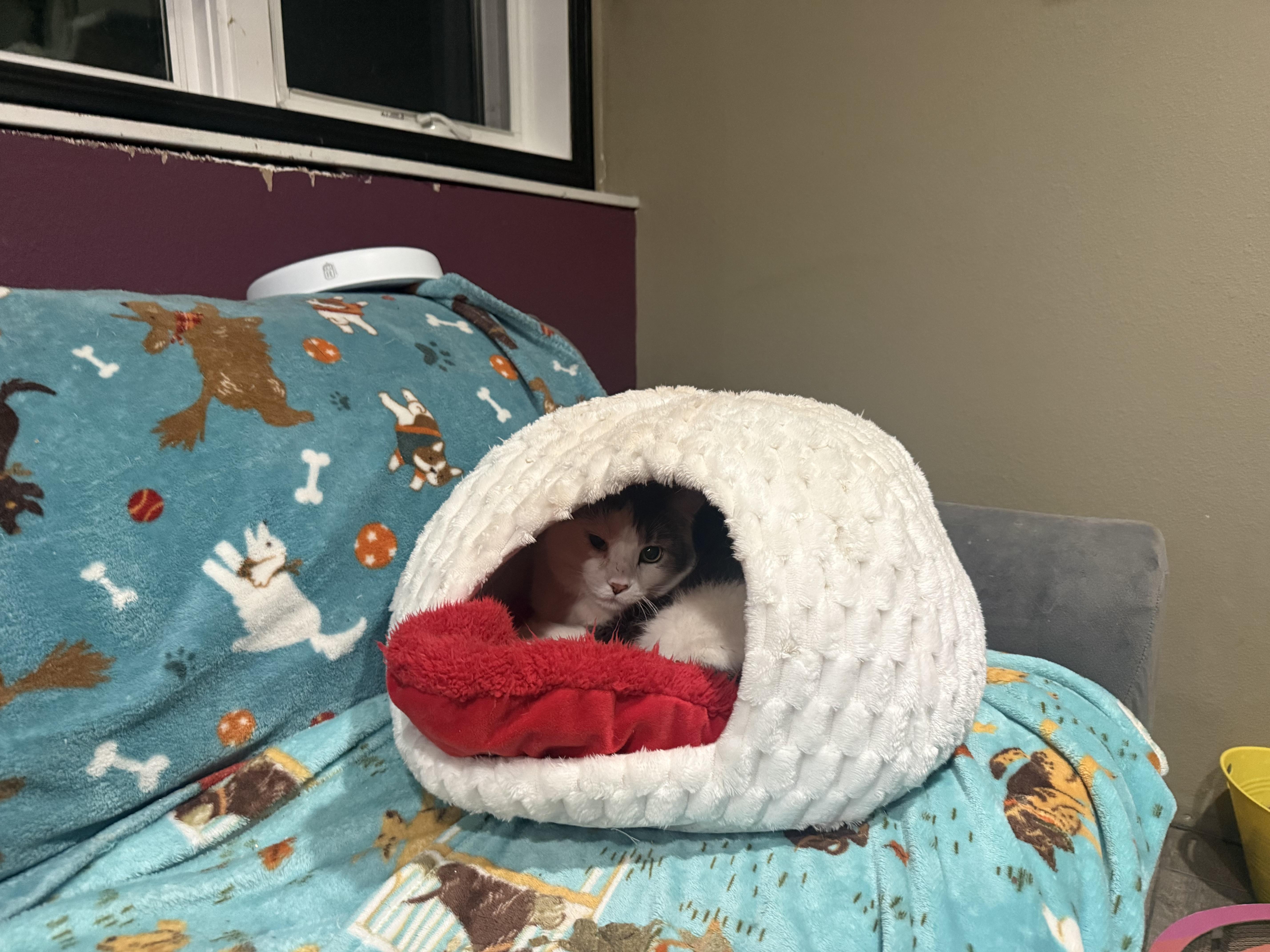 Senshi, a Adoptable Domestic Short Hair in Woodville , WI image 5/6