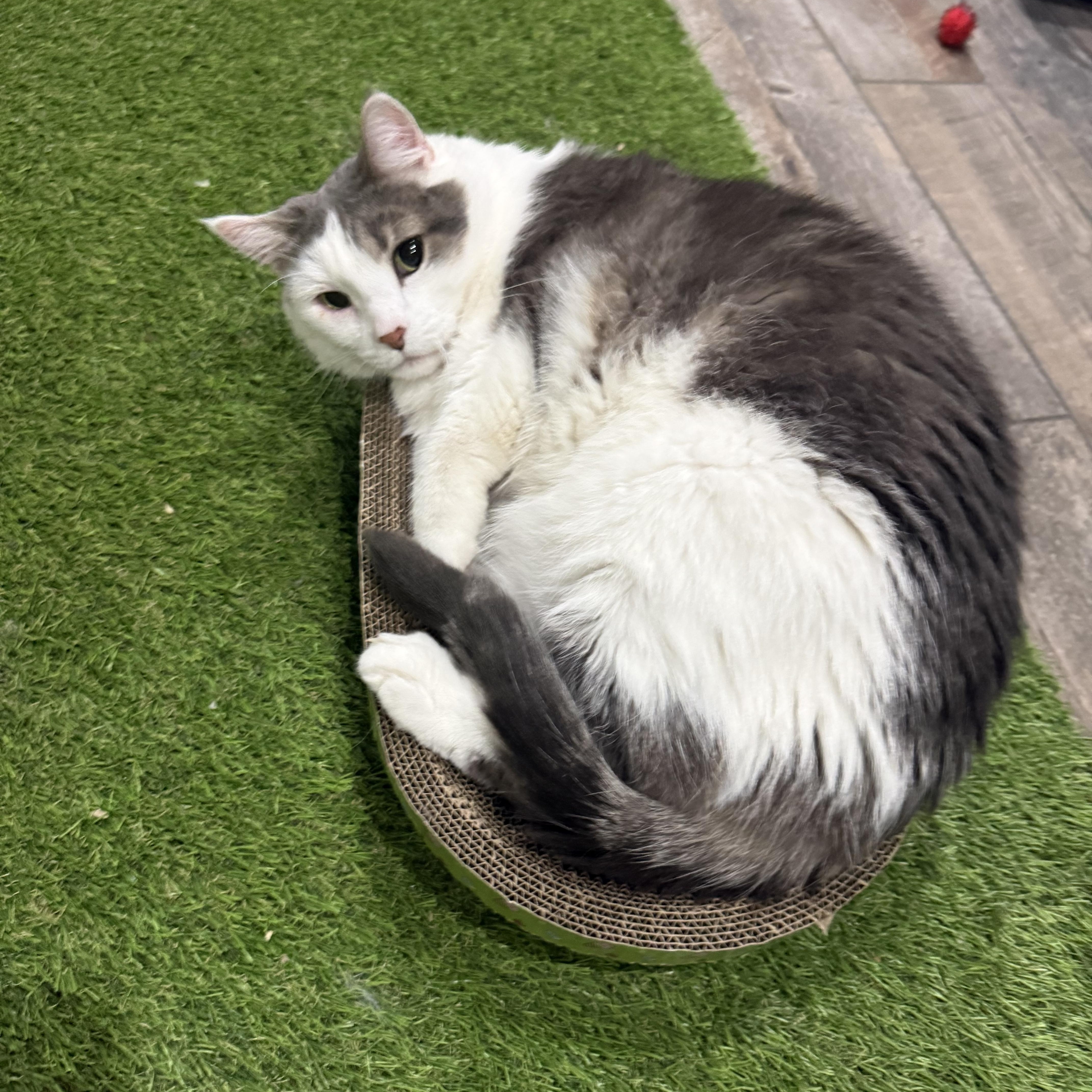 Senshi, Adoptable, Senior Male Domestic Short Hair.