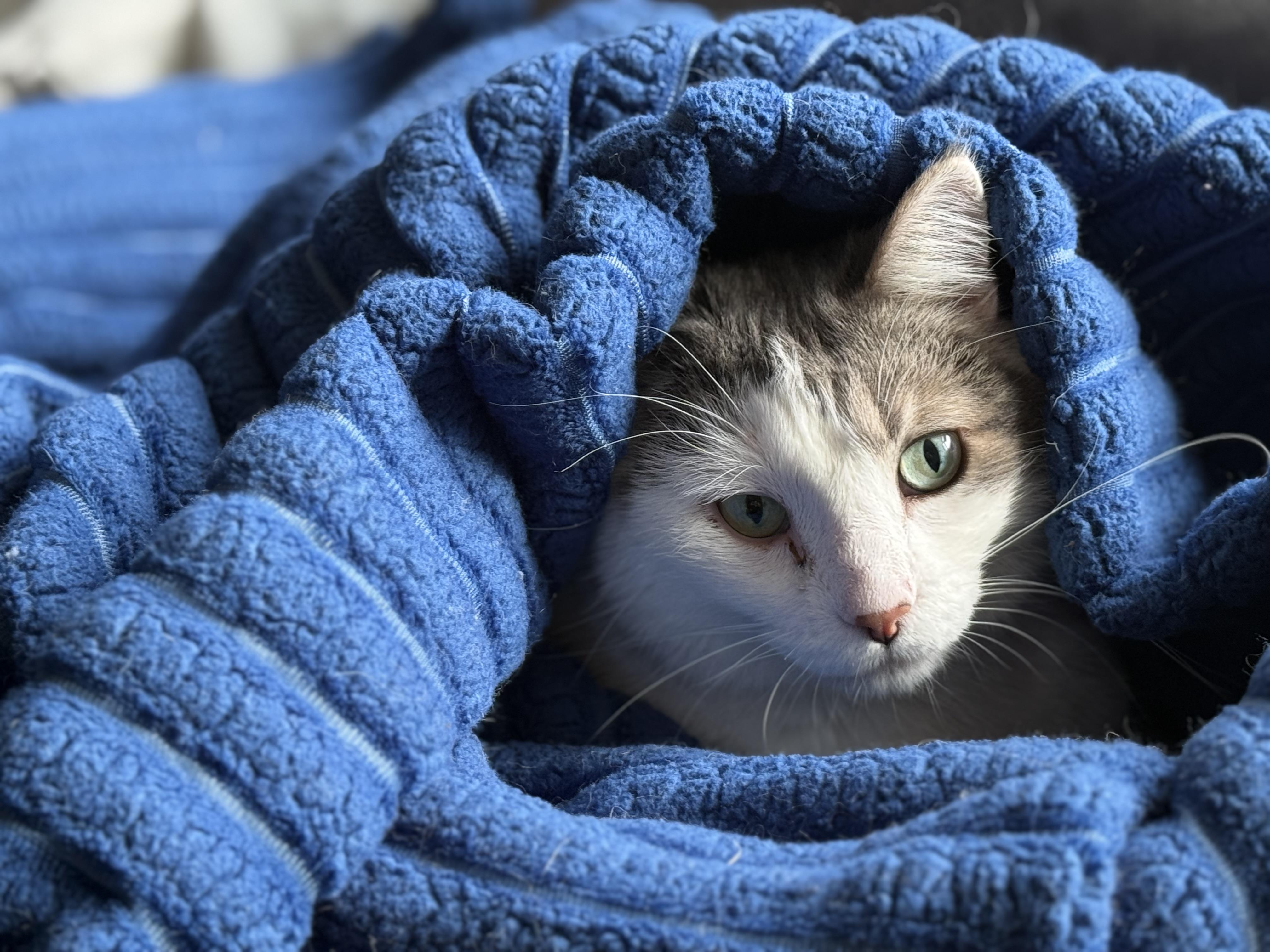 Senshi, a Adoptable Domestic Short Hair in Woodville , WI image 3/6