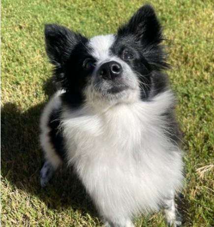 Johnny, Adopted, Young Male Pomeranian.