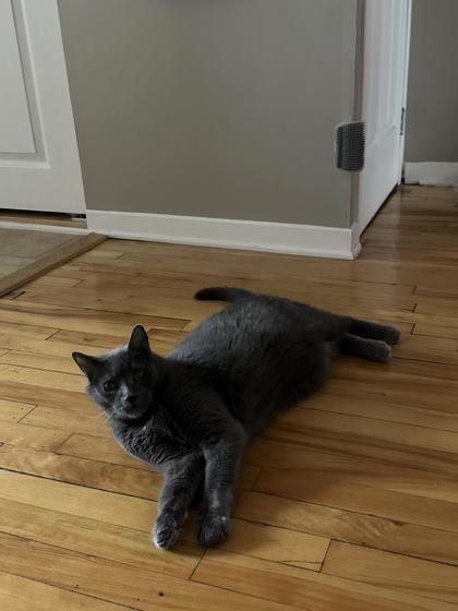 Enlarge Blake, a Adoptable Domestic Short Hair in Montreal, QC image 1/3