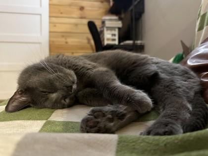 Enlarge Blake, a Adoptable Domestic Short Hair in Montreal, QC image 2/3