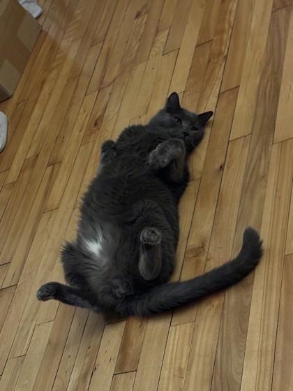 Enlarge Blake, a Adoptable Domestic Short Hair in Montreal, QC image 1/3