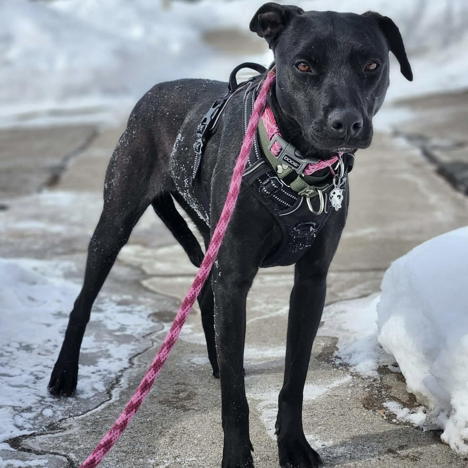 Enlarge Polly, a ADOPTABLE mixed breed in London, ON image 1/6