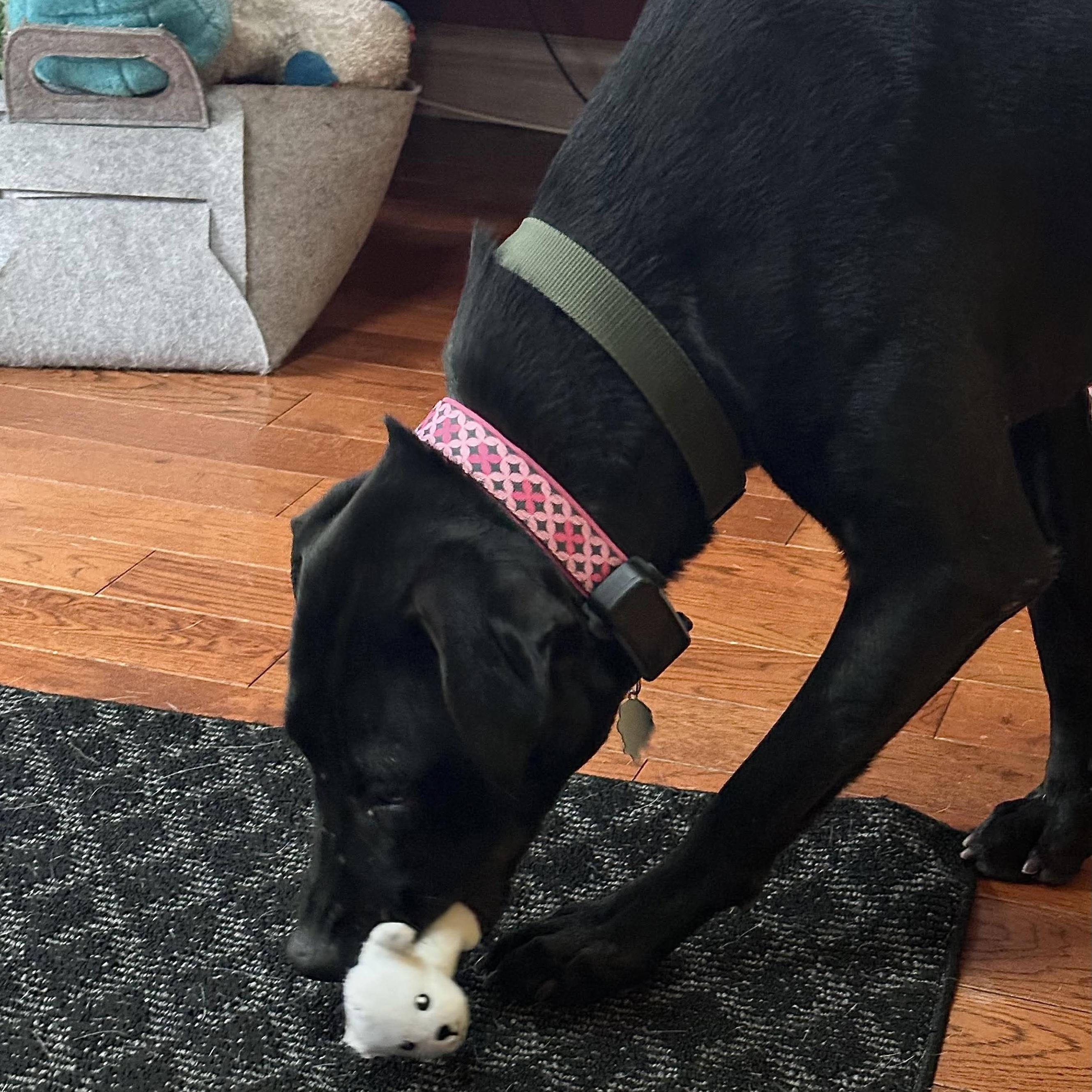 Enlarge Polly, a ADOPTABLE mixed breed in London, ON image 5/6