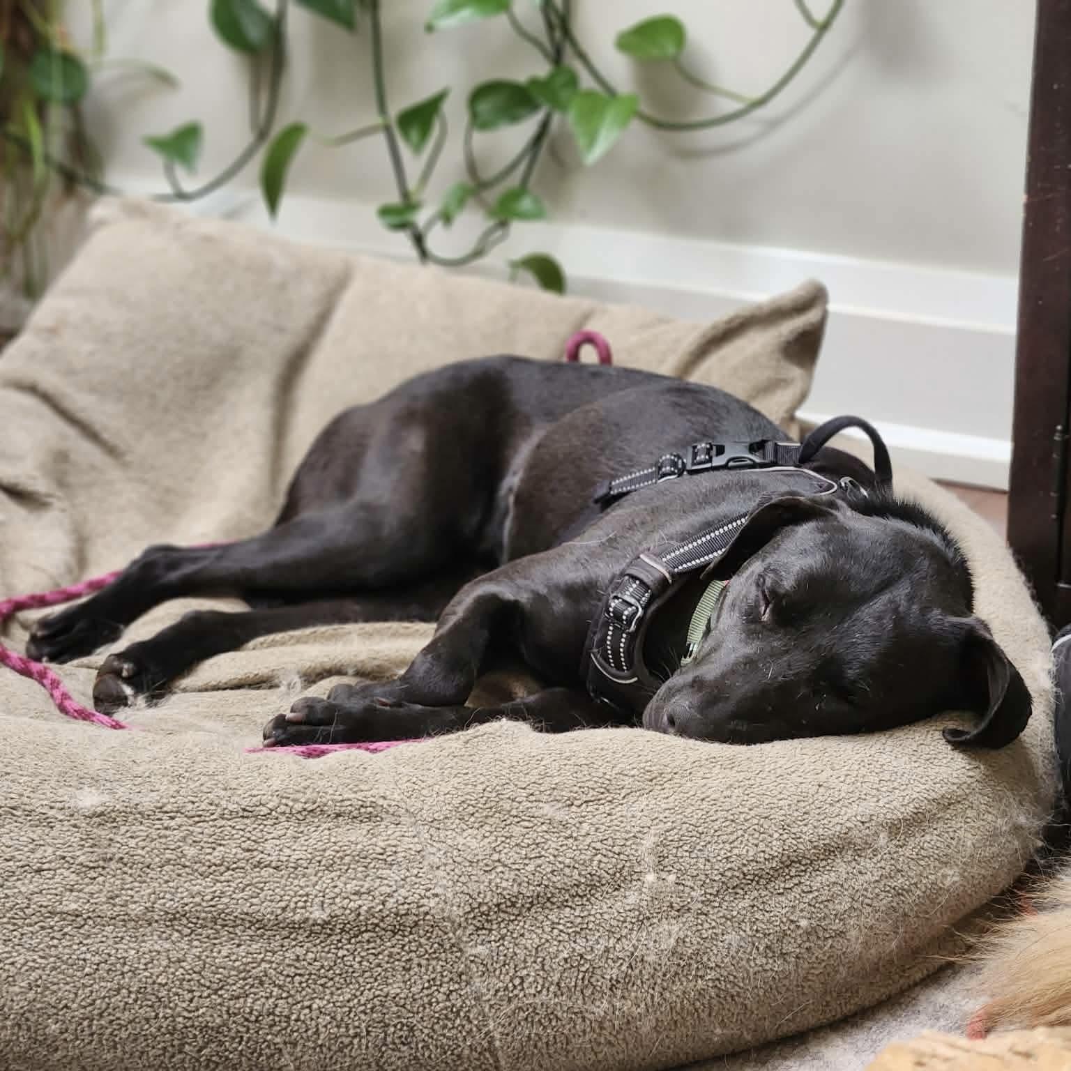 Enlarge Polly, a ADOPTABLE mixed breed in London, ON image 4/6