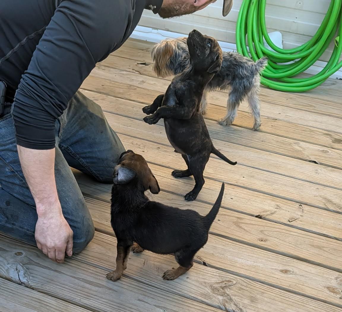 Enlarge Mister, an adopted mixed breed in Dubuque, IA image 1/5