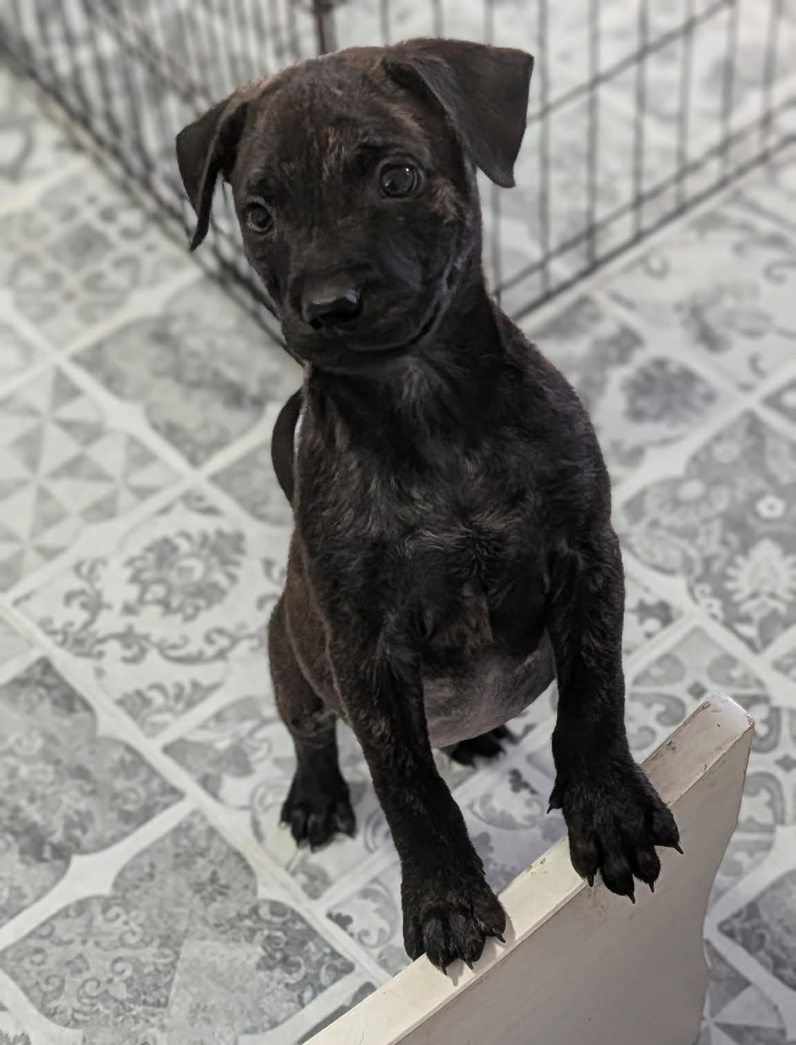 Enlarge Mister, an adopted mixed breed in Dubuque, IA image 2/5