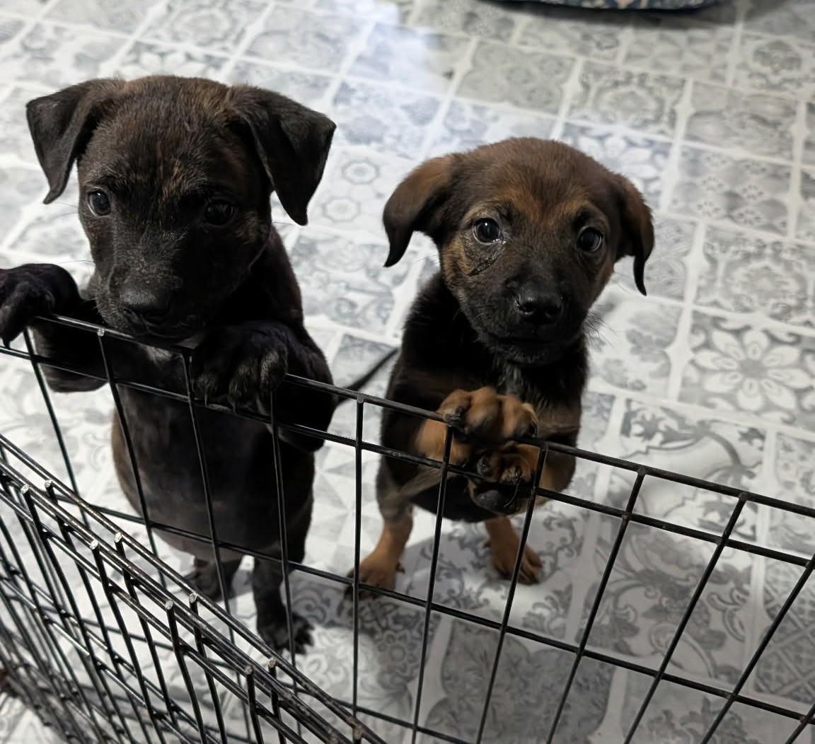 Enlarge Mister, an adopted mixed breed in Dubuque, IA image 5/5