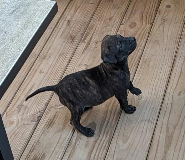 Enlarge Mister, an adopted mixed breed in Dubuque, IA image 3/5