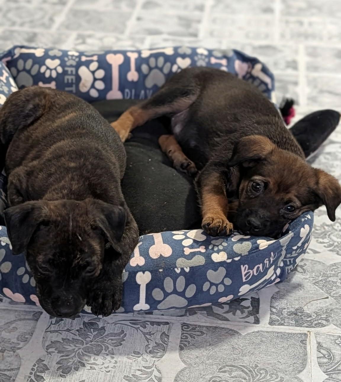 Enlarge Mister, an adopted mixed breed in Dubuque, IA image 4/5